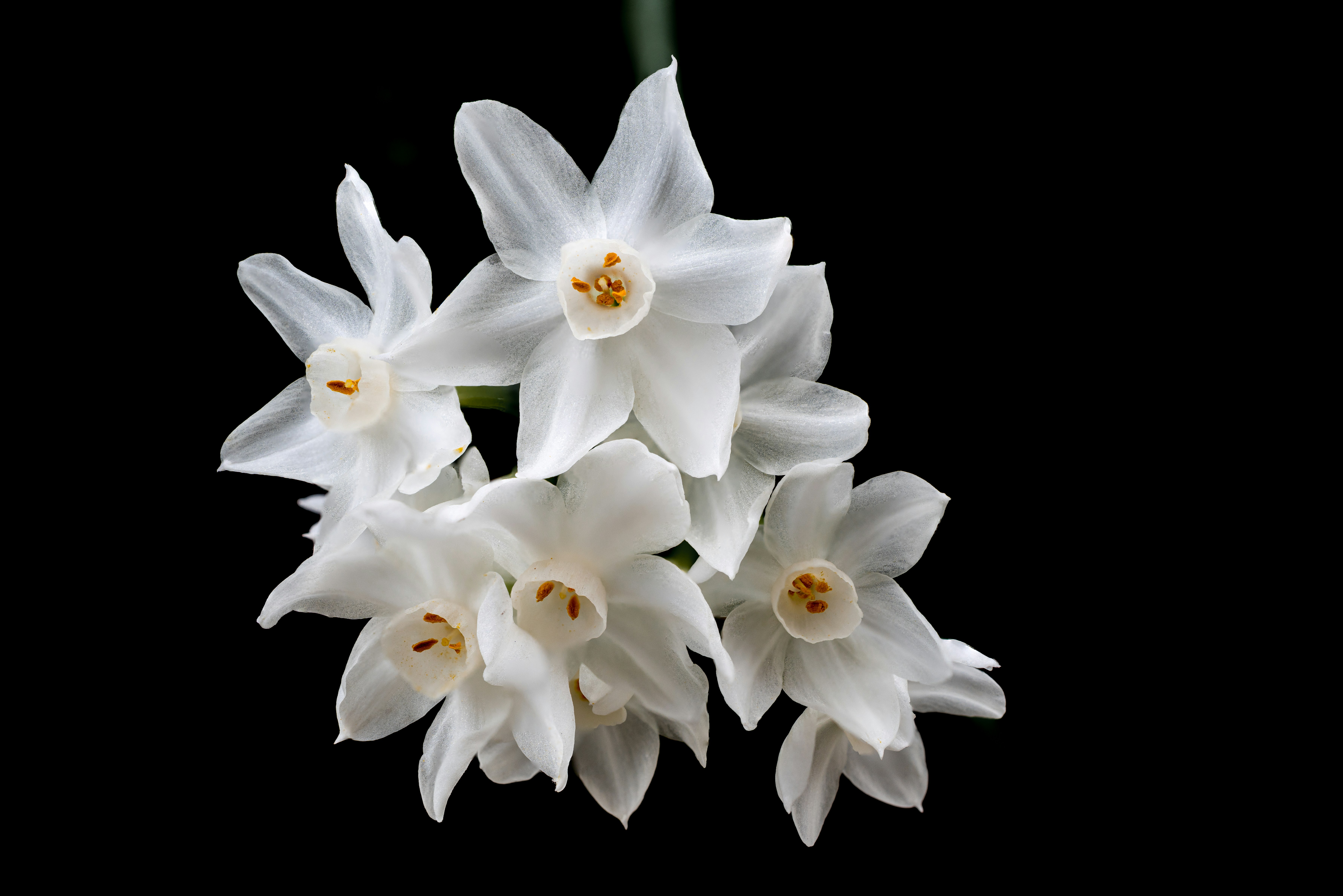 White flowers cluster against a black backdrop.