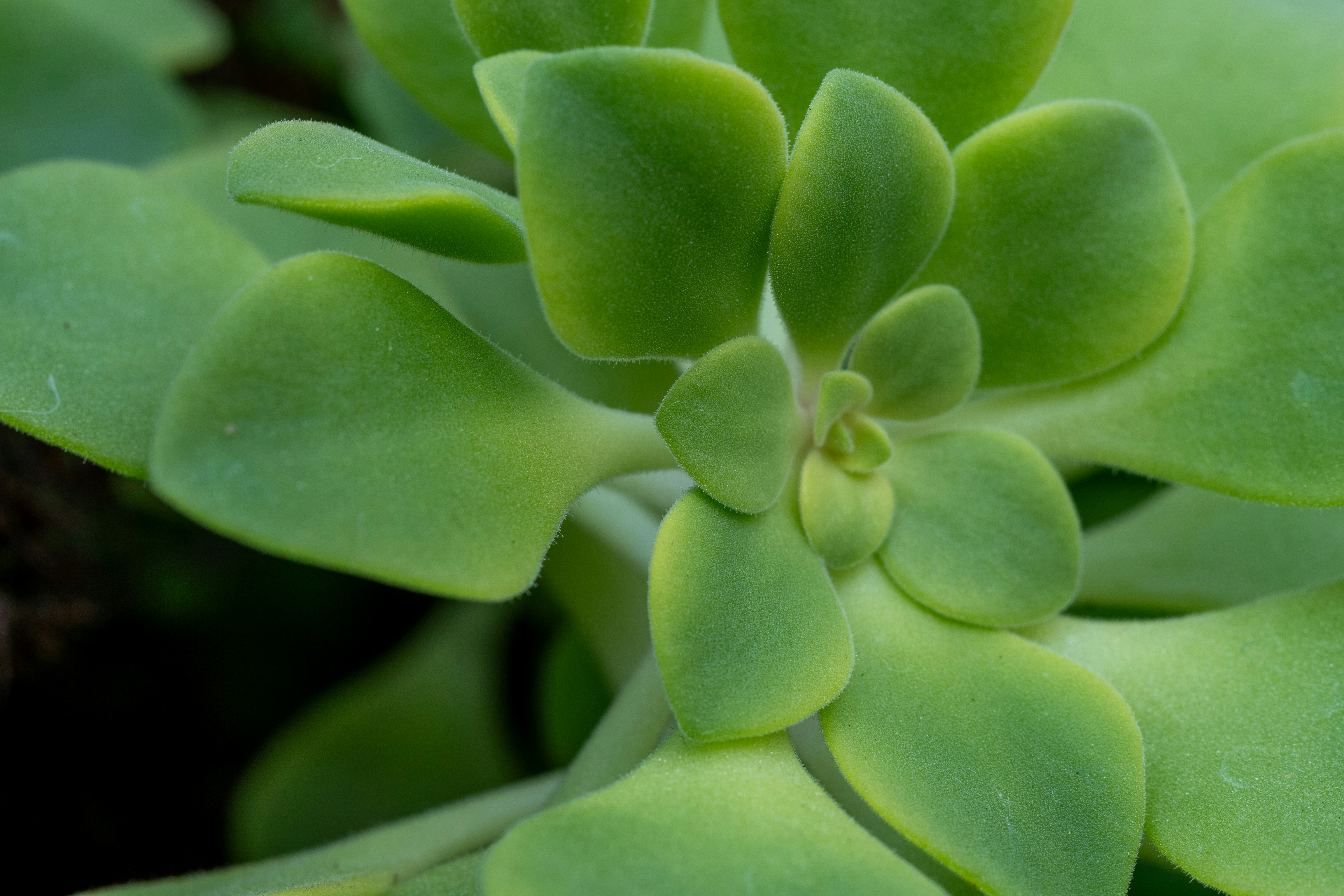 Photo by robertschwarz