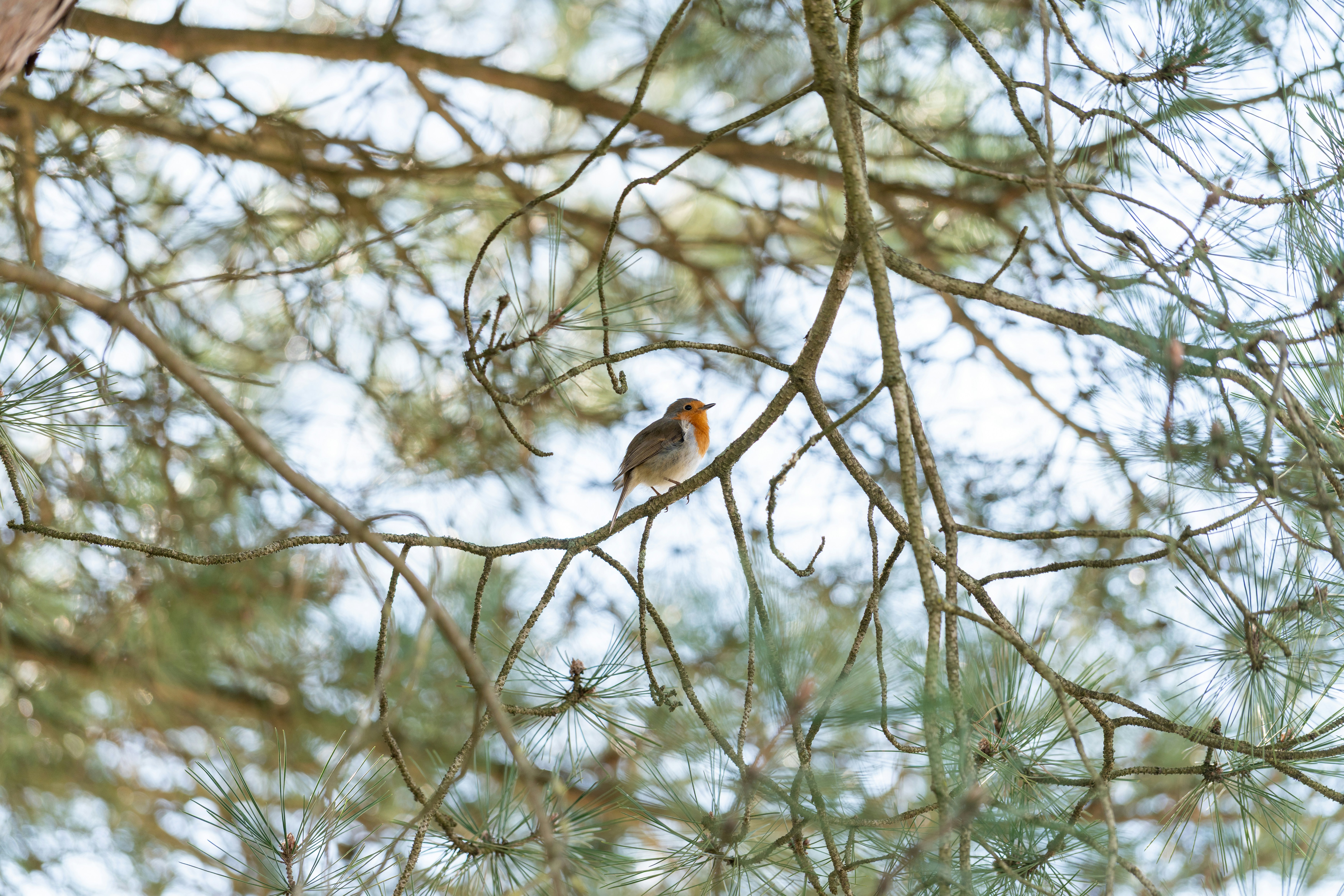 Photo by robertschwarz