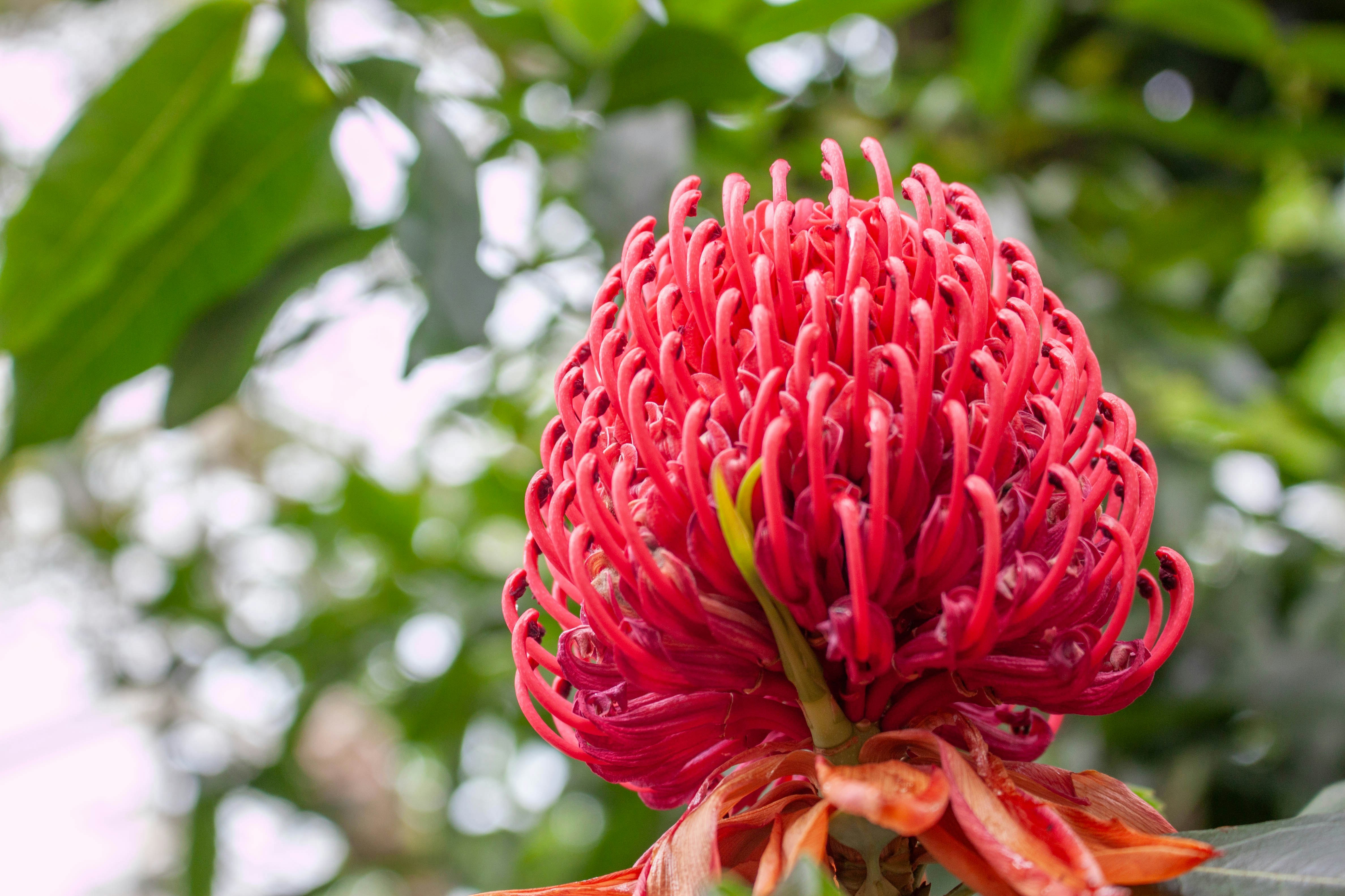 Eine leuchtend rote Waratah-Blume blüht.