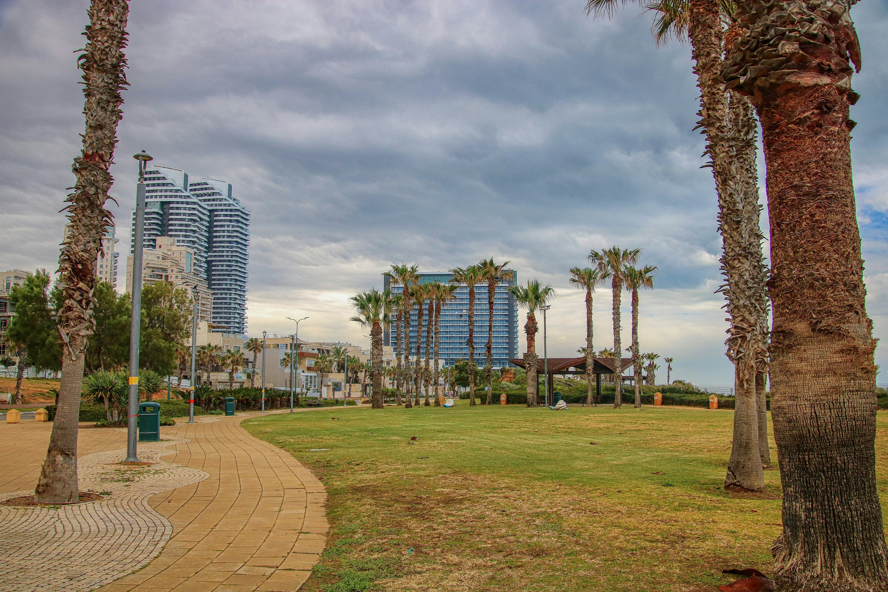 Palm trees and buildings line a coastal park.