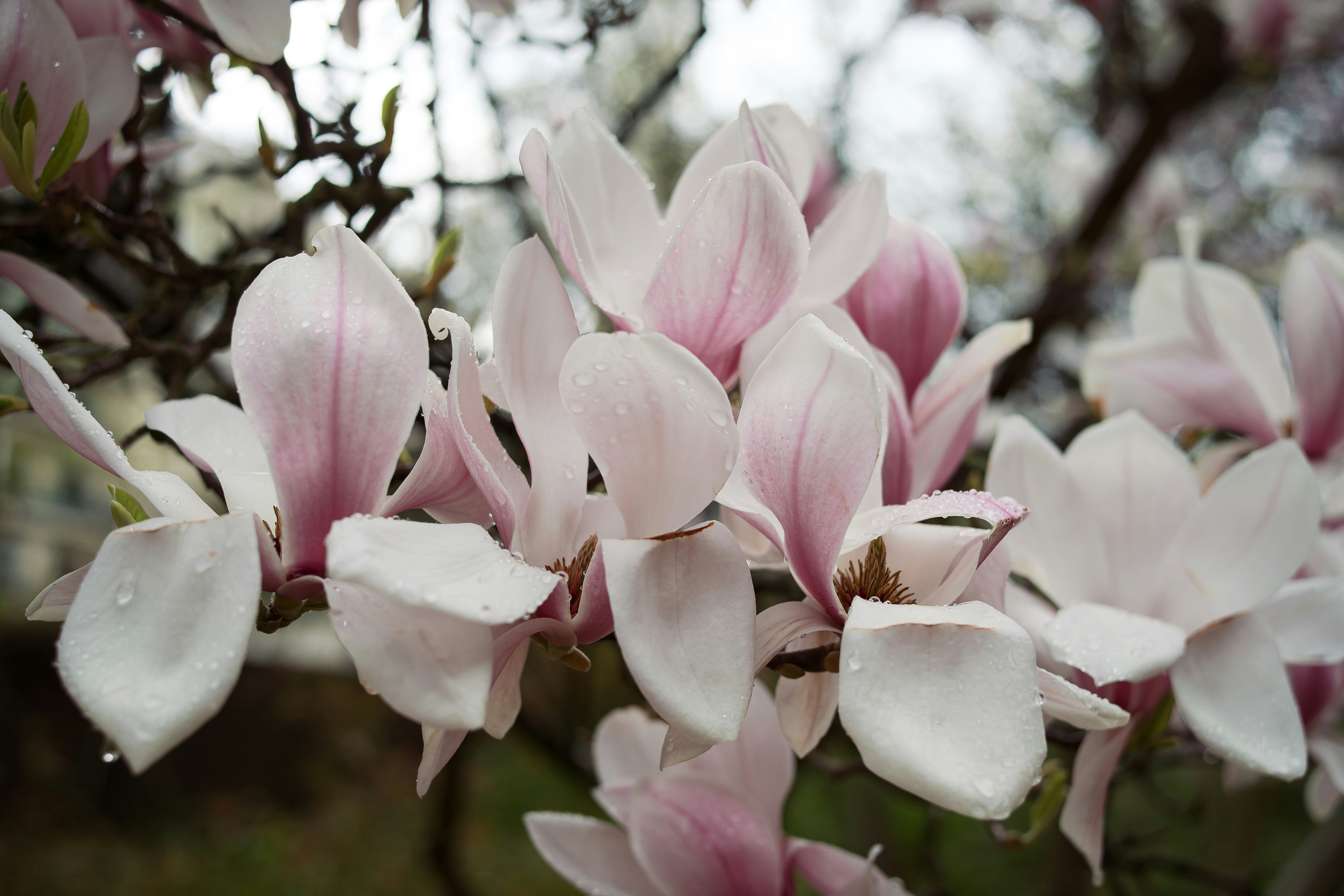 Magnolienblüten blühen mit schönen rosa Blütenblättern.
