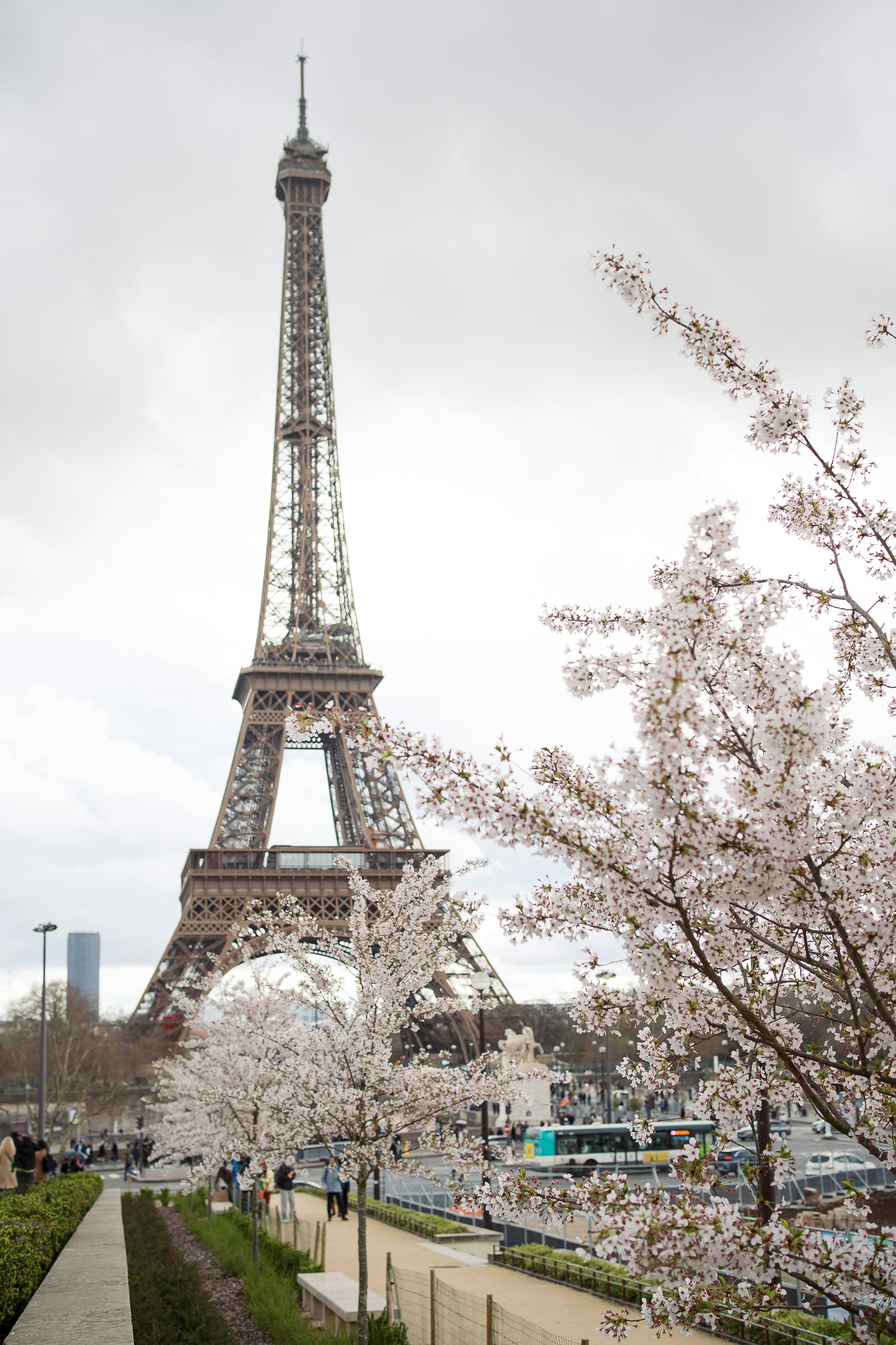 Der Eiffelturm steht hinter blühenden Bäumen.