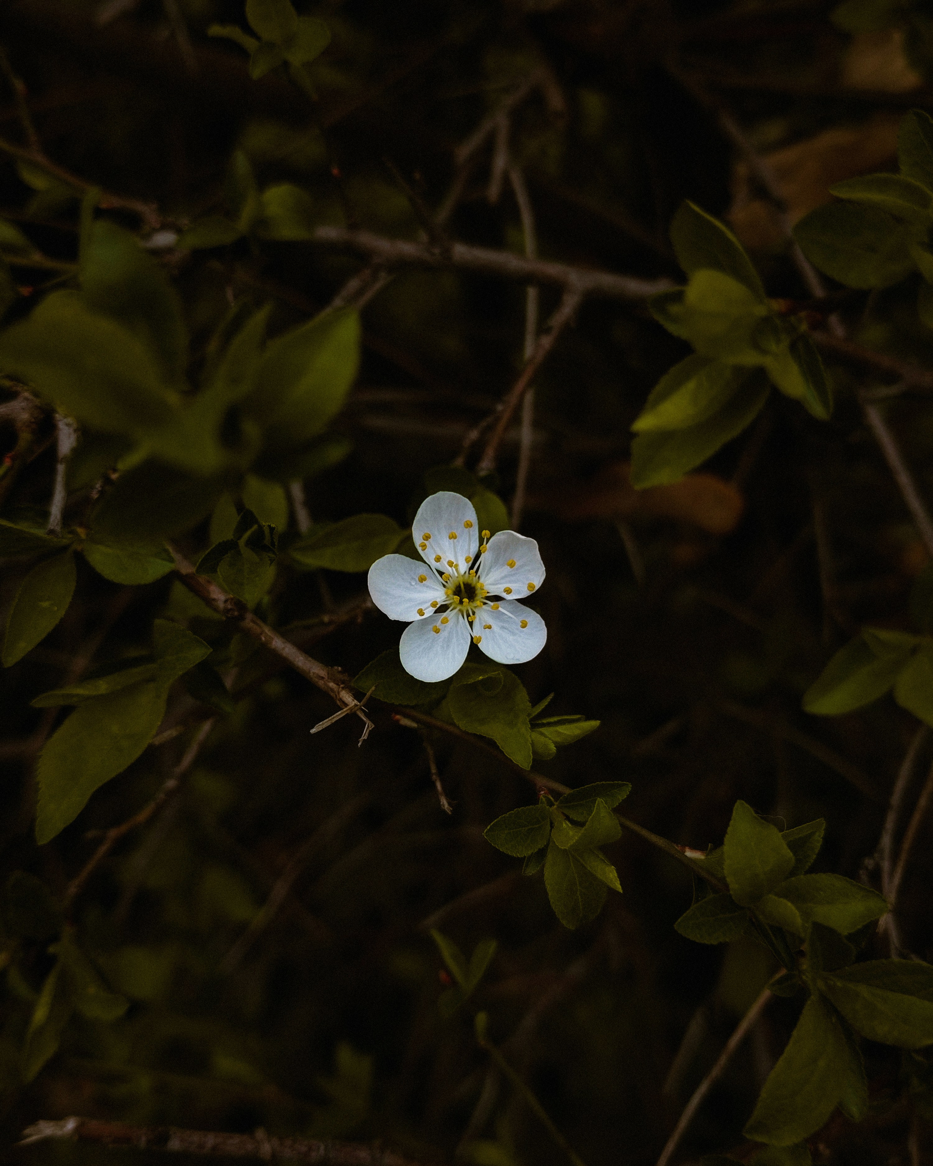 A single white flower stands amidst green leaves.