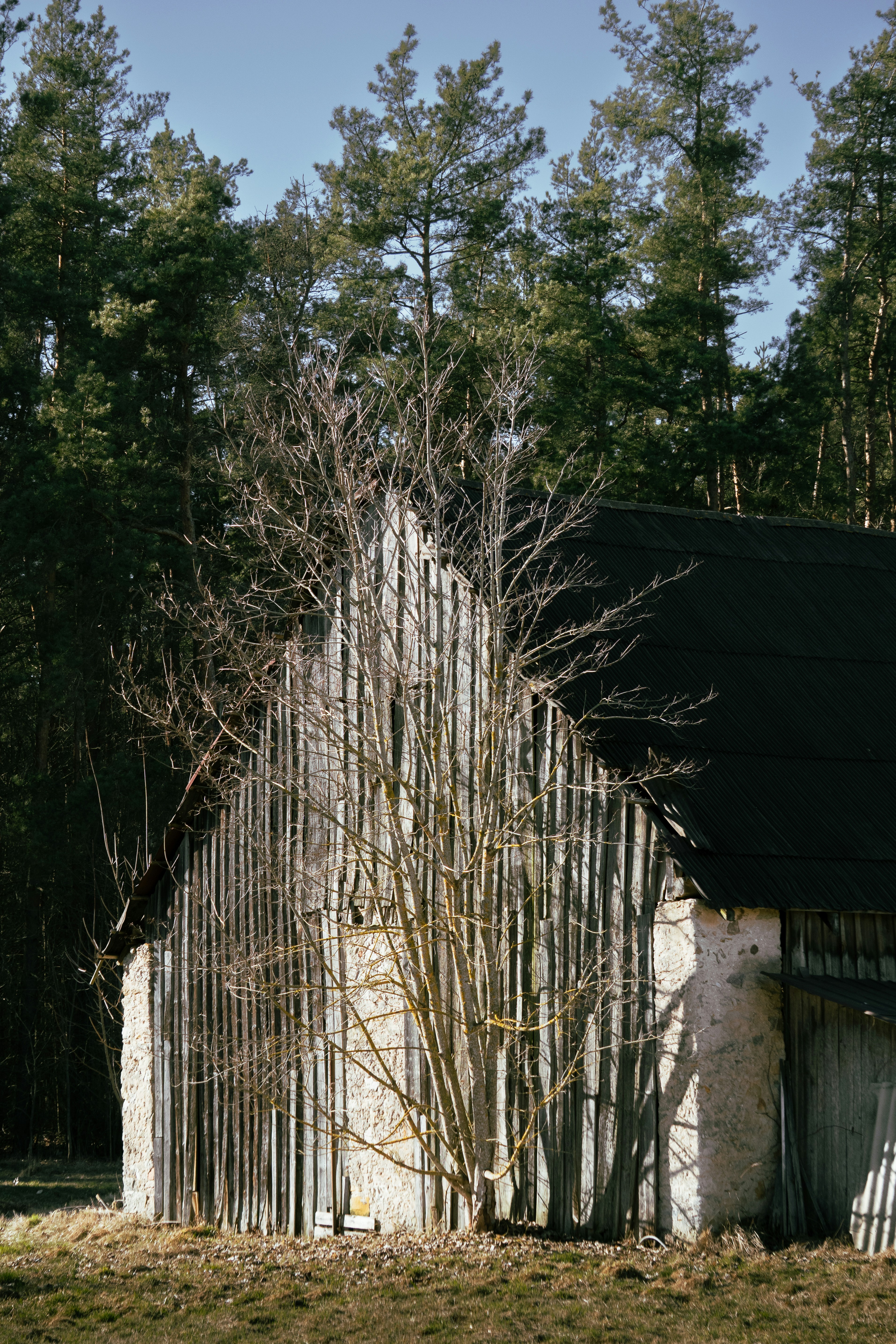 A tree stands before an old barn.