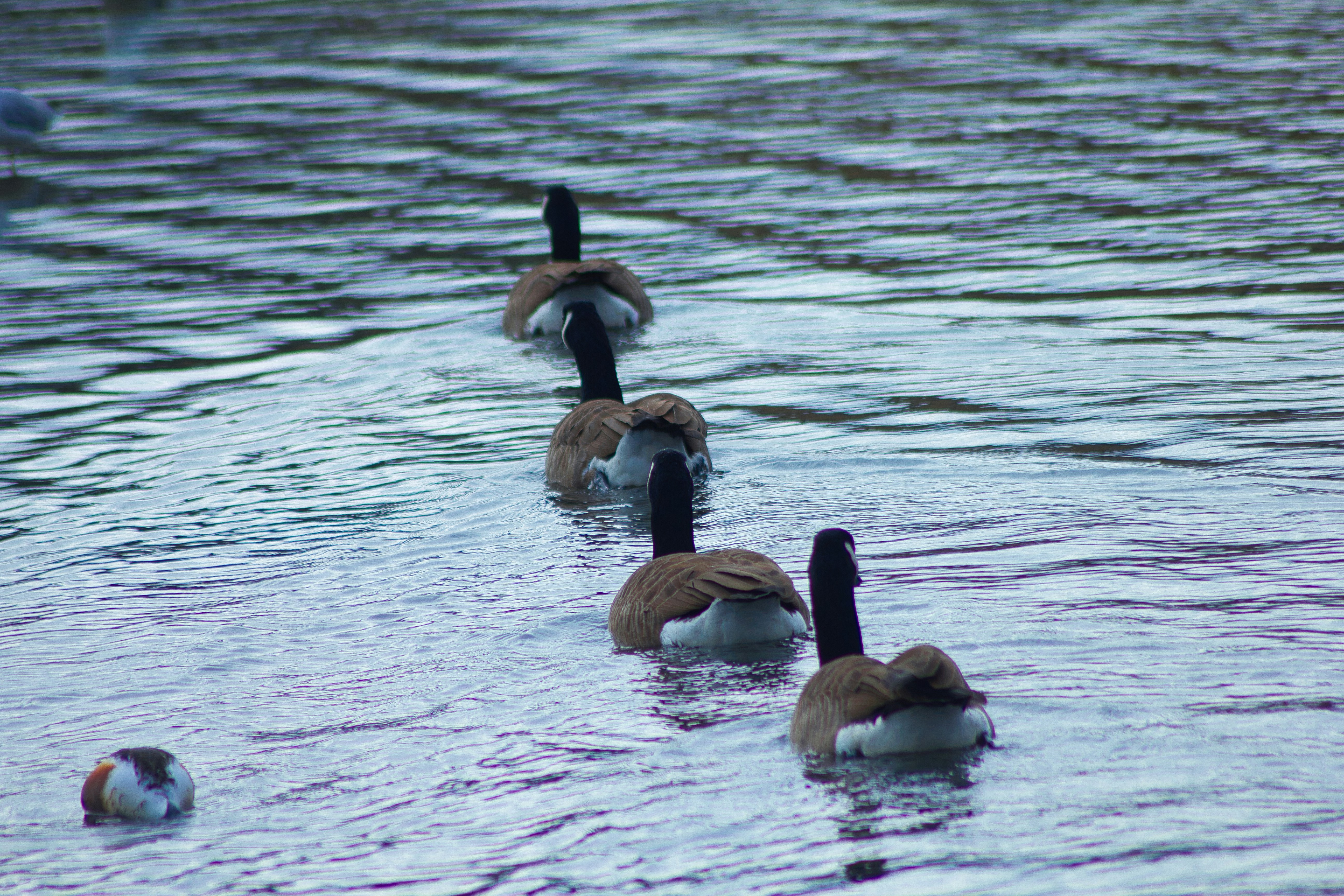 Photo by svenalleblas