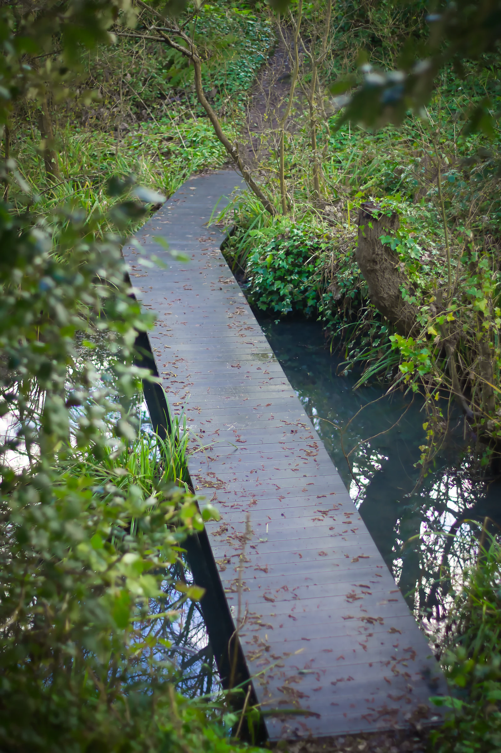 A wooden boardwalk crossing a stream near Bembridge