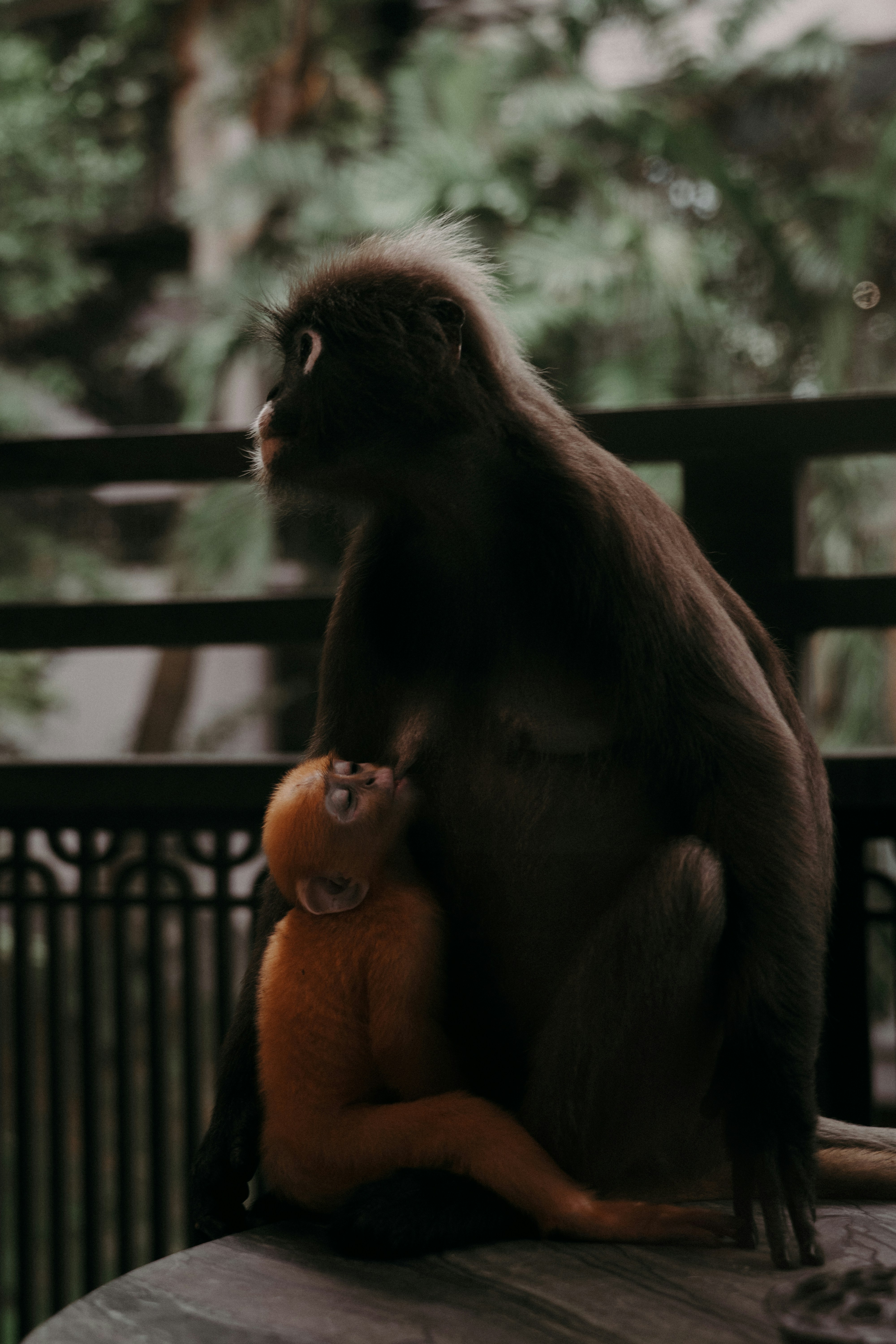 A mother monkey feeds her baby.