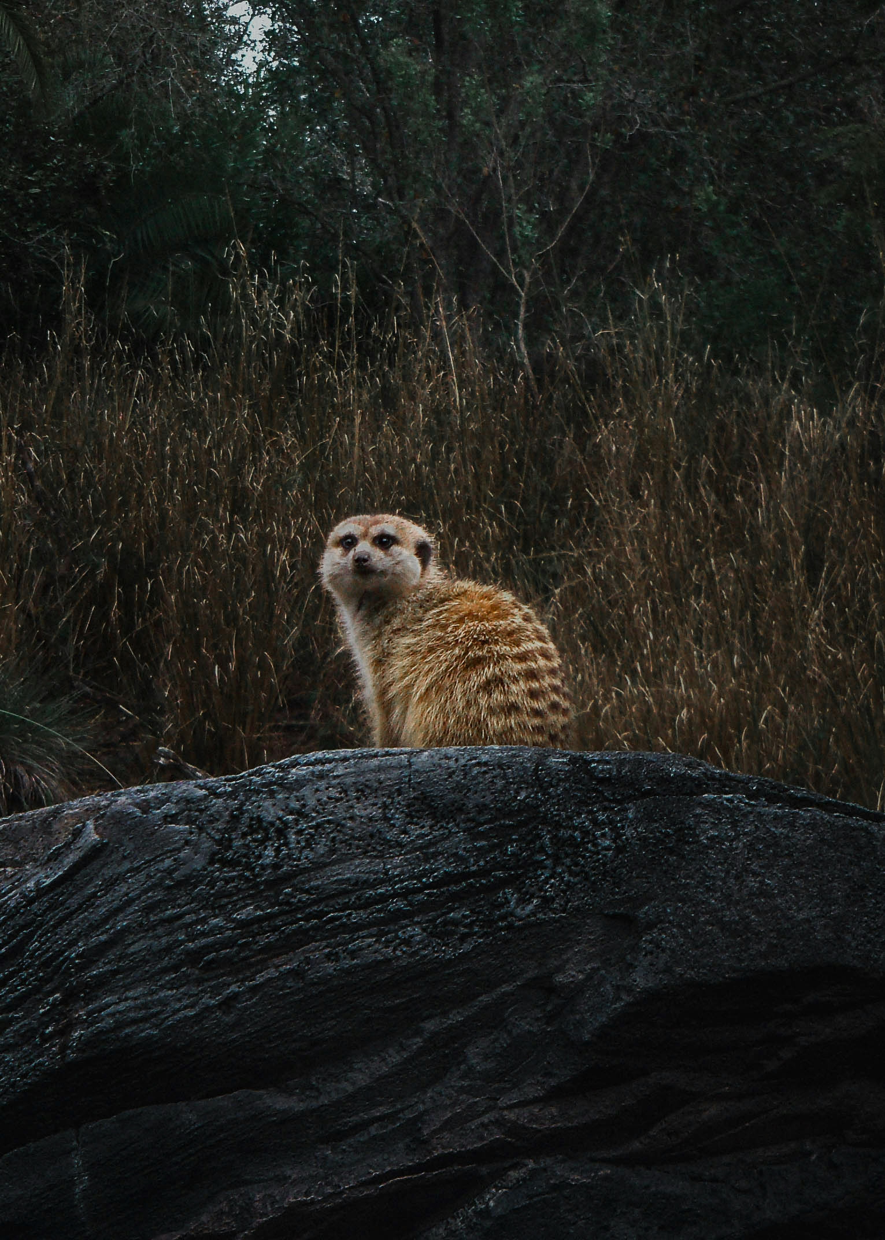 A meerkat sits on a rock, looking alert. photo – Free Animal Image on ...