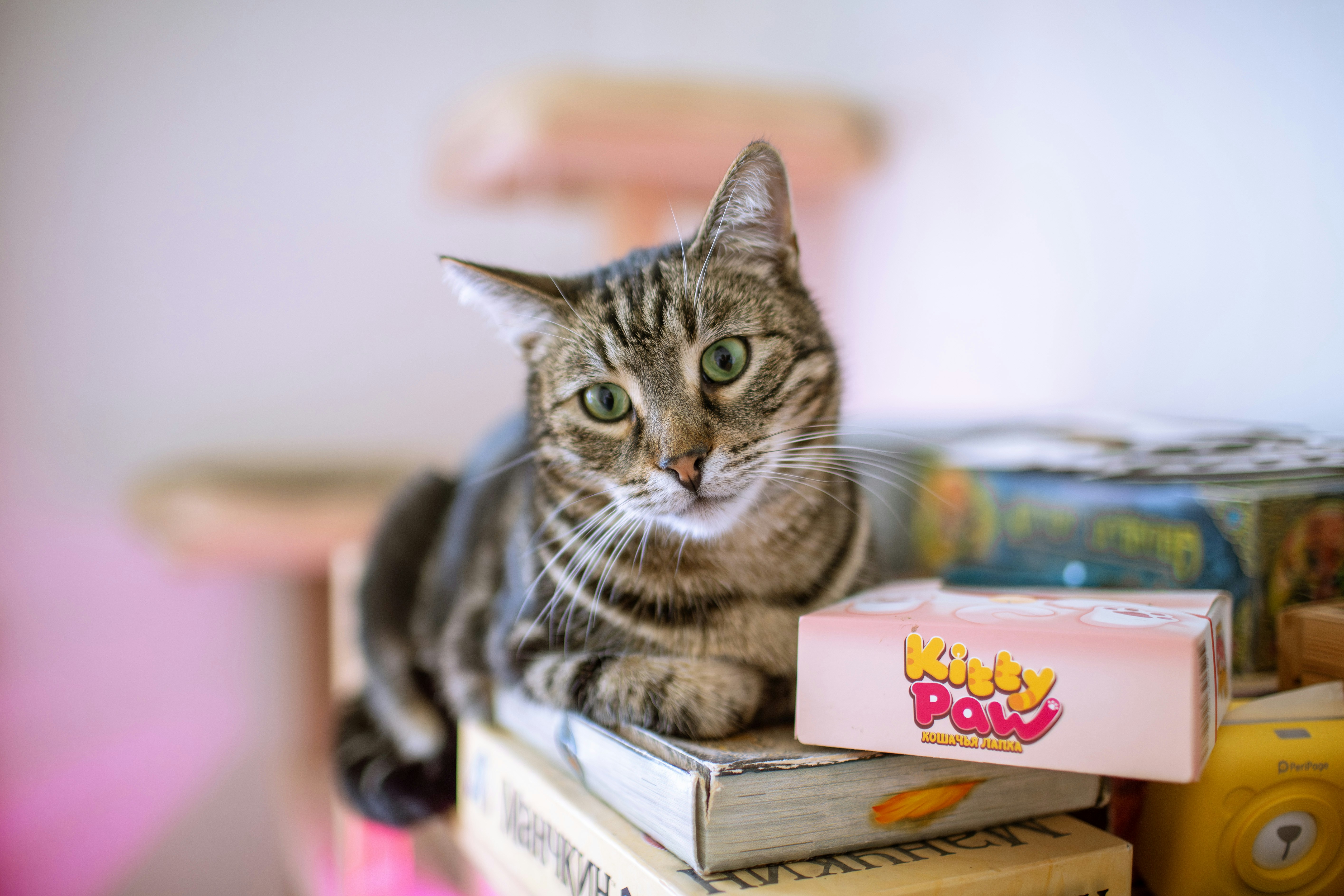 A curious cat sits and looks at the camera.