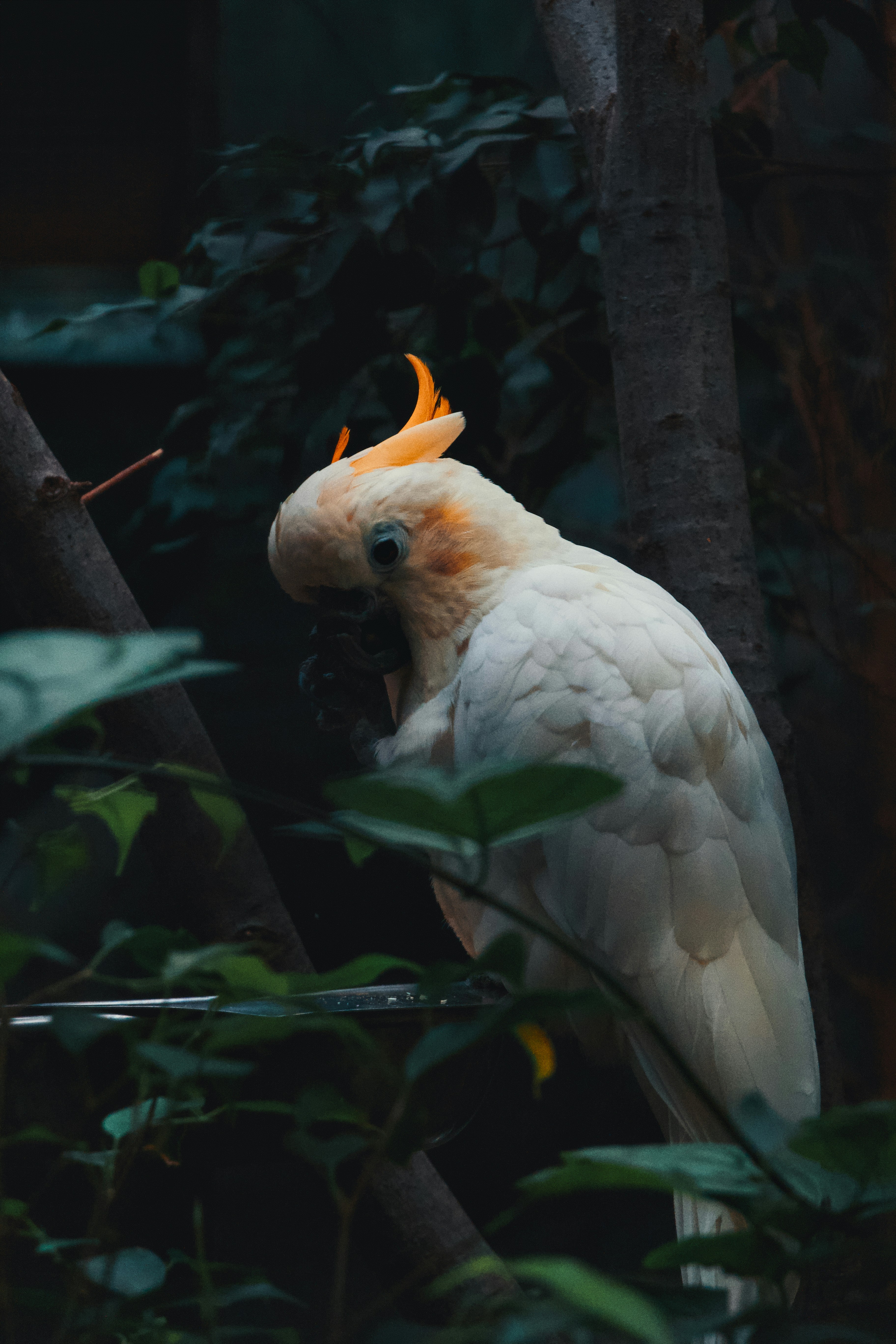 Ein weißer Kakadu thront inmitten von üppigem Grün.
