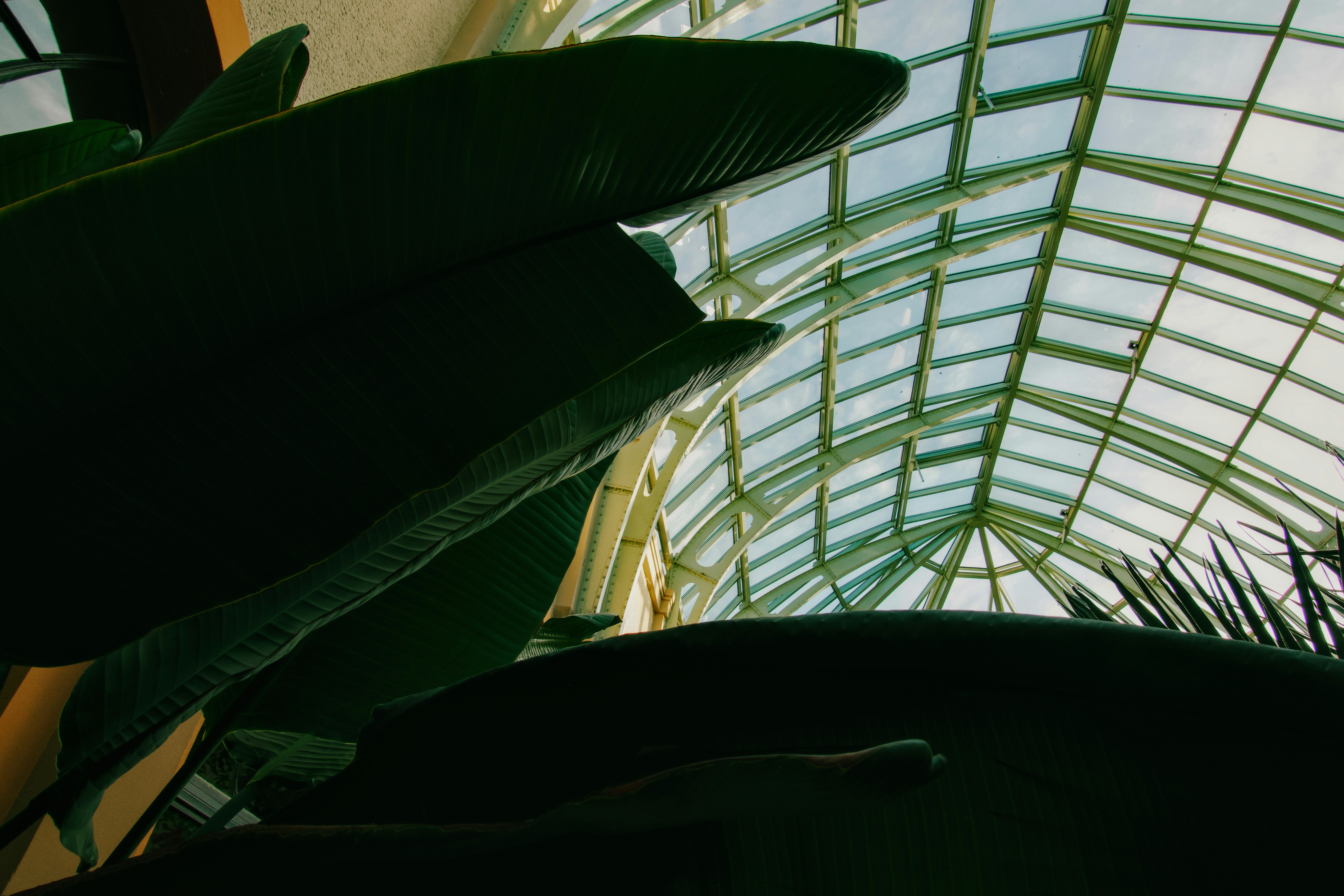 Große Blätter lugen auf dem Glasdach hervor.