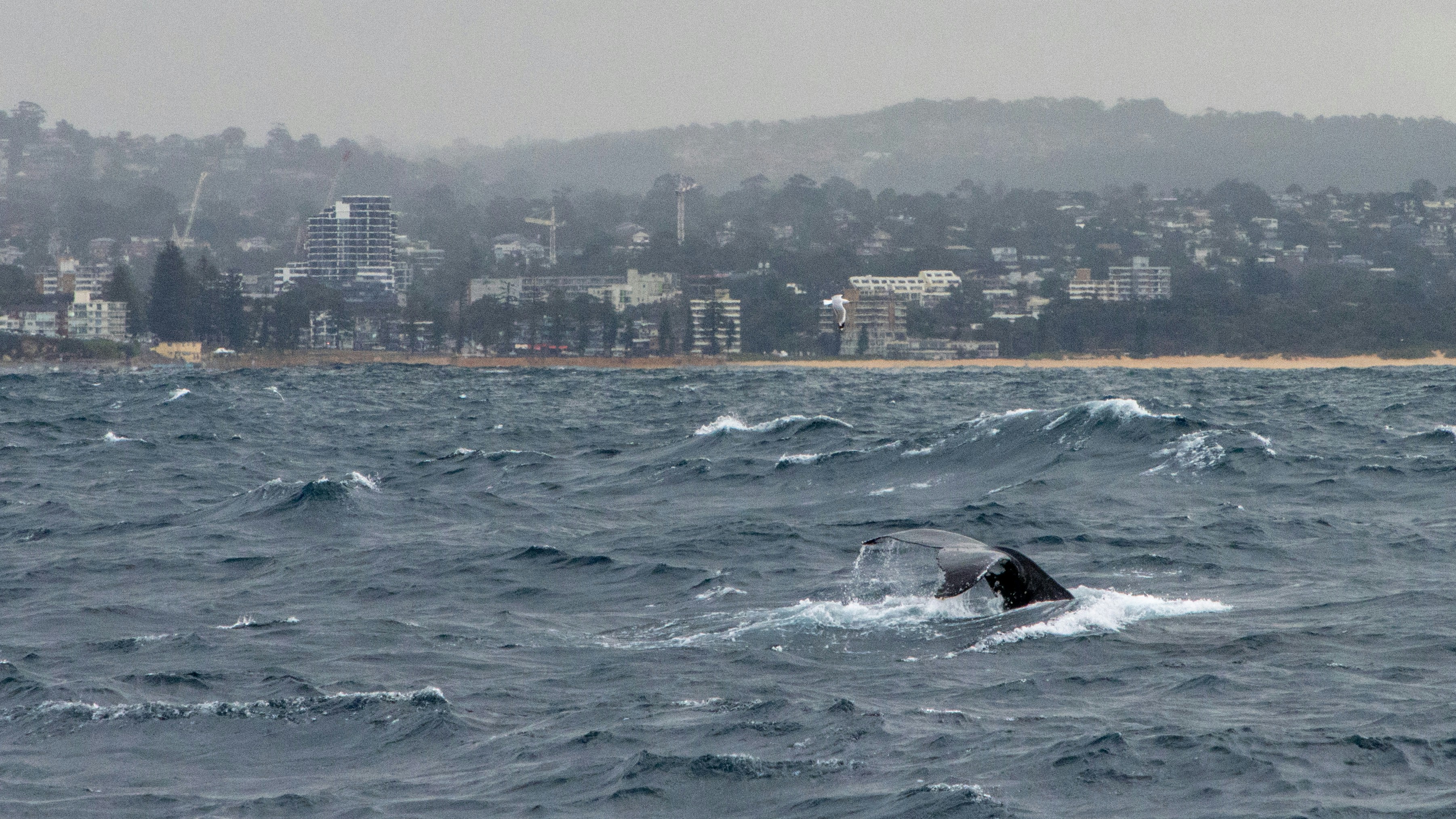 Whales Making a Comeback in New York Waters (image credits: unsplash)