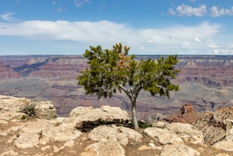 A tree stands before the grand canyon.