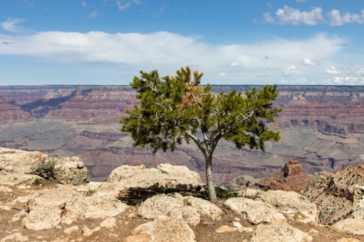 A tree stands before the grand canyon.
