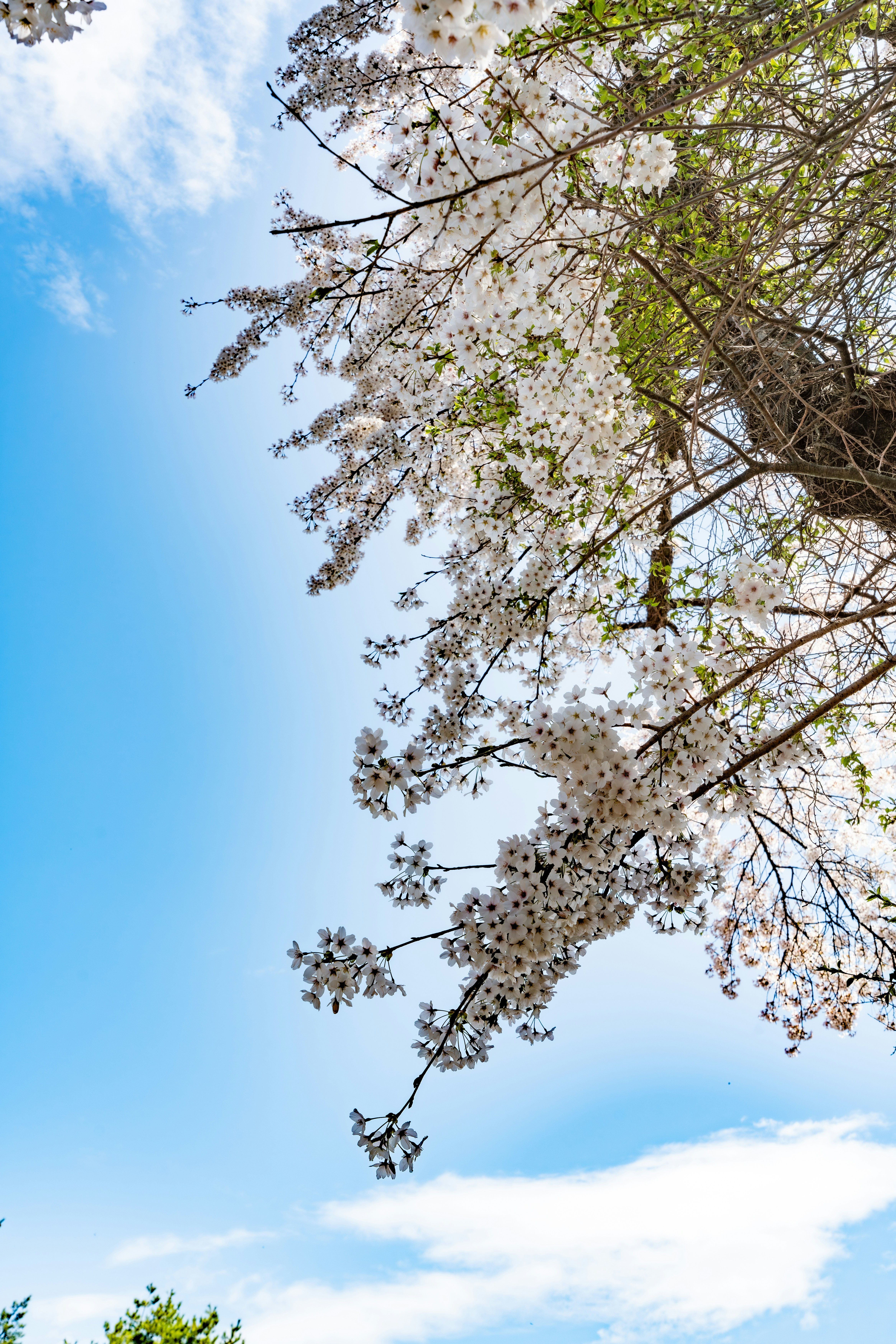 Photo by studiorossy