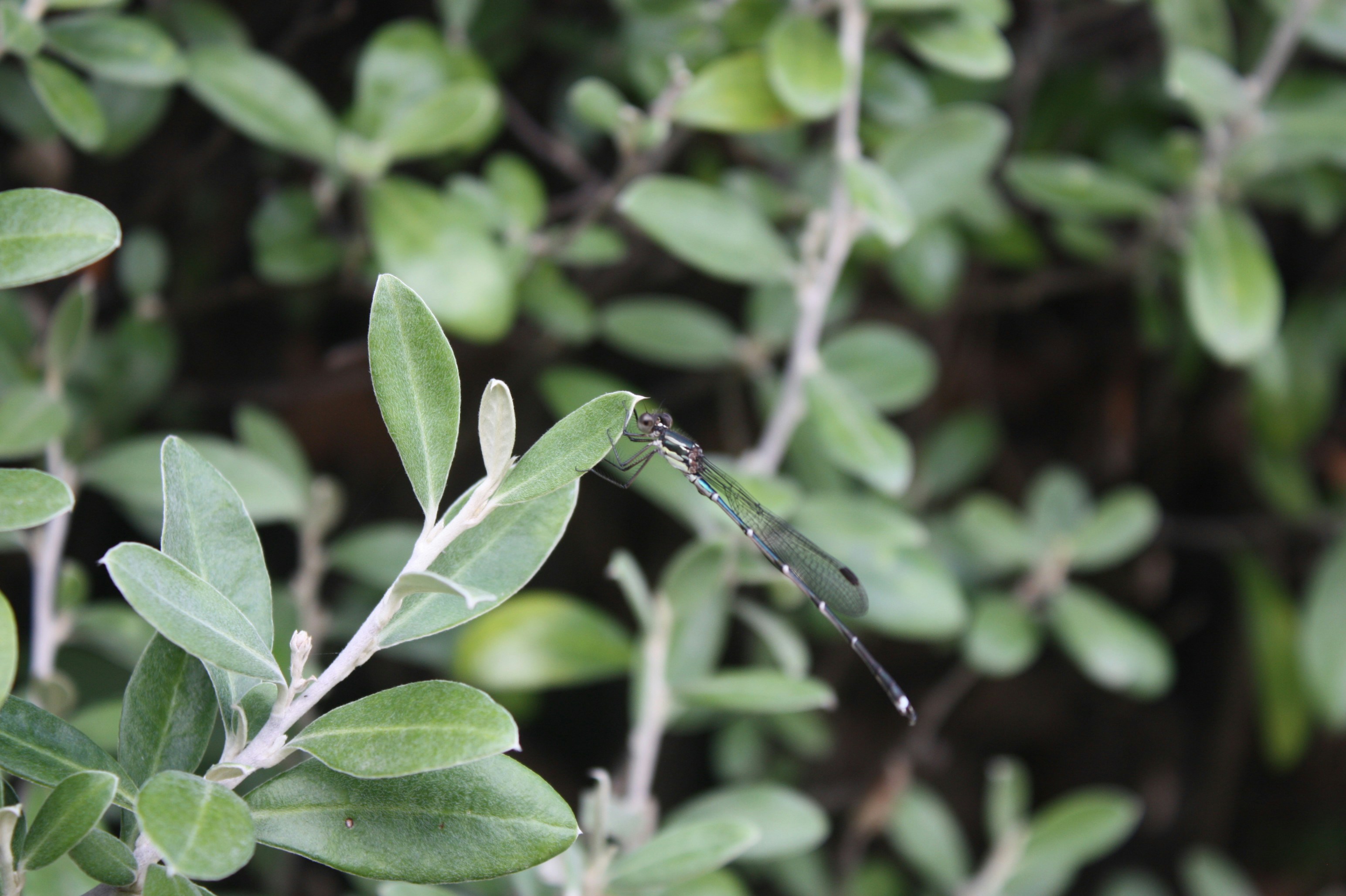 Photo by latteinacup