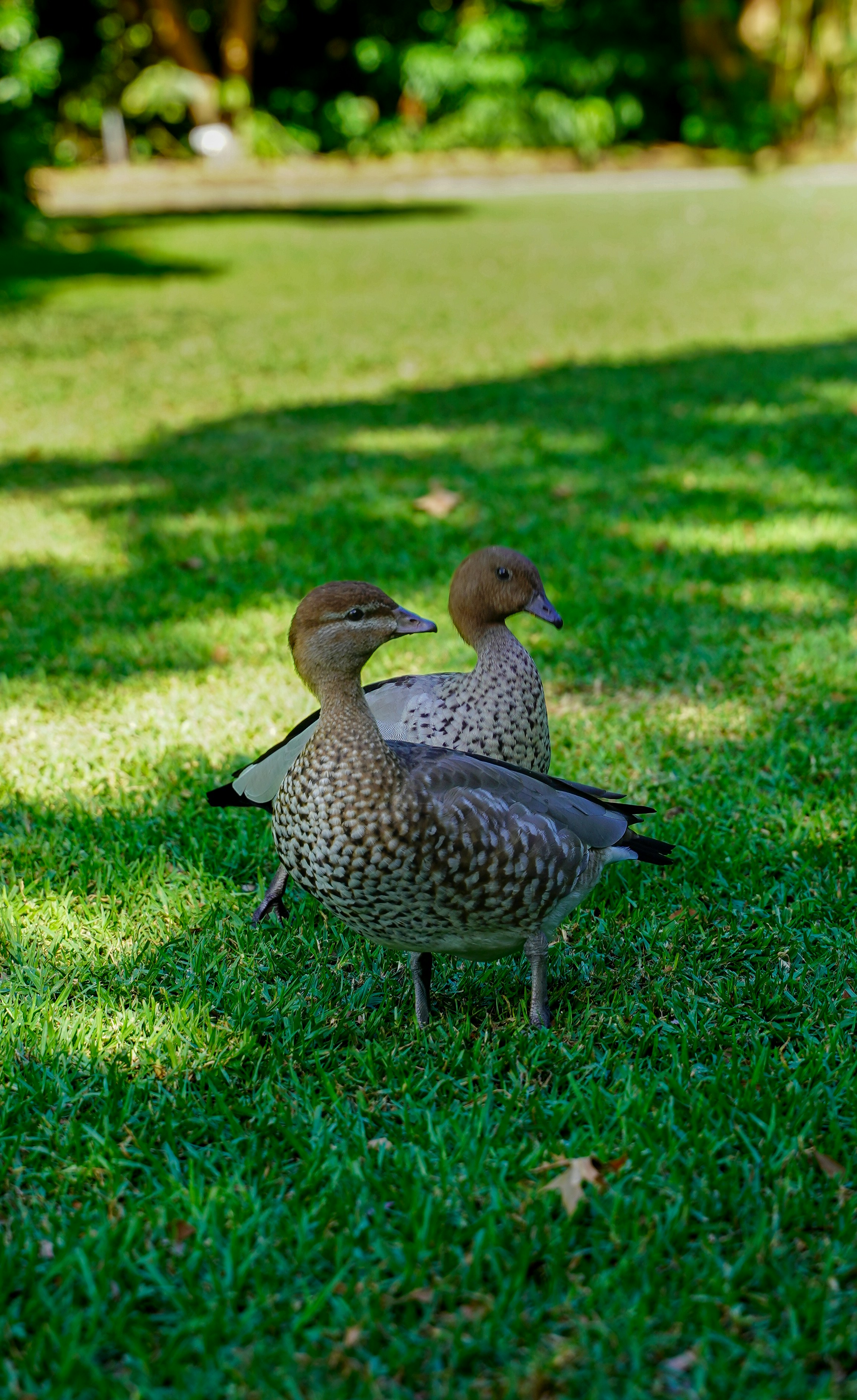 due anatre in piedi su un'area erbosa.