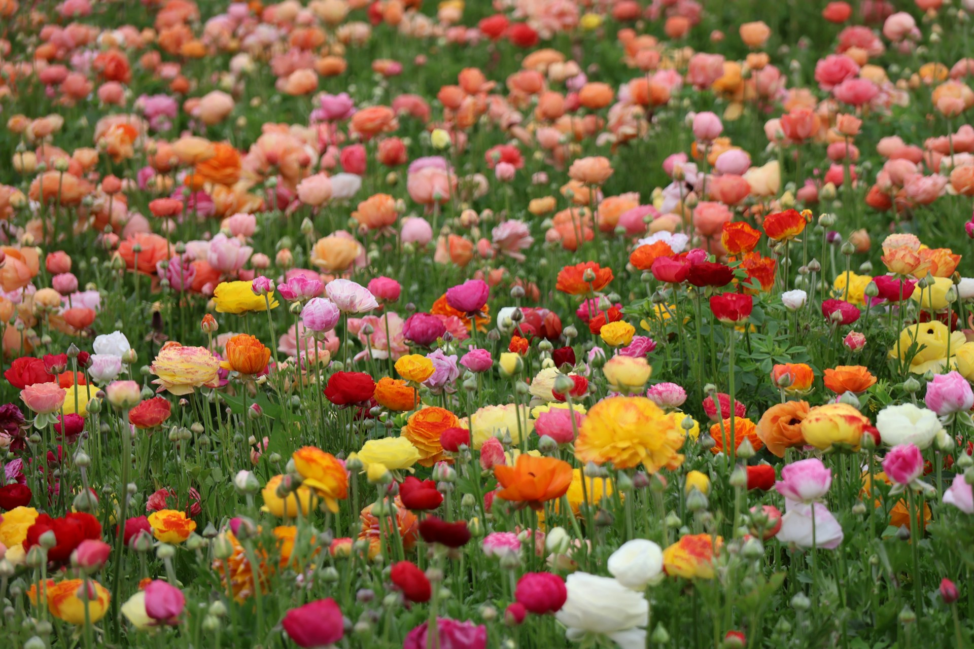 A field is filled with colorful flowers.