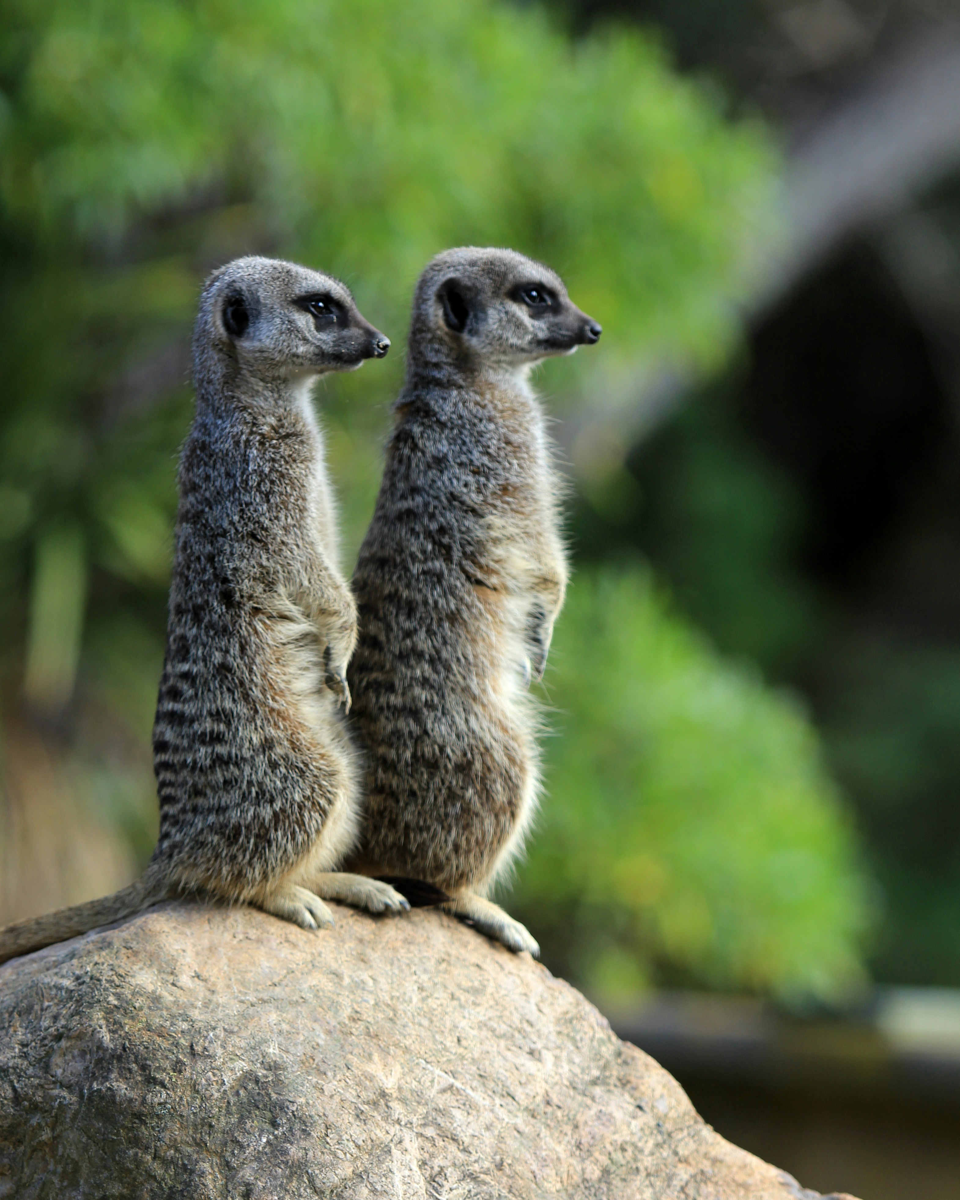 Two meerkats stand tall, watching something.