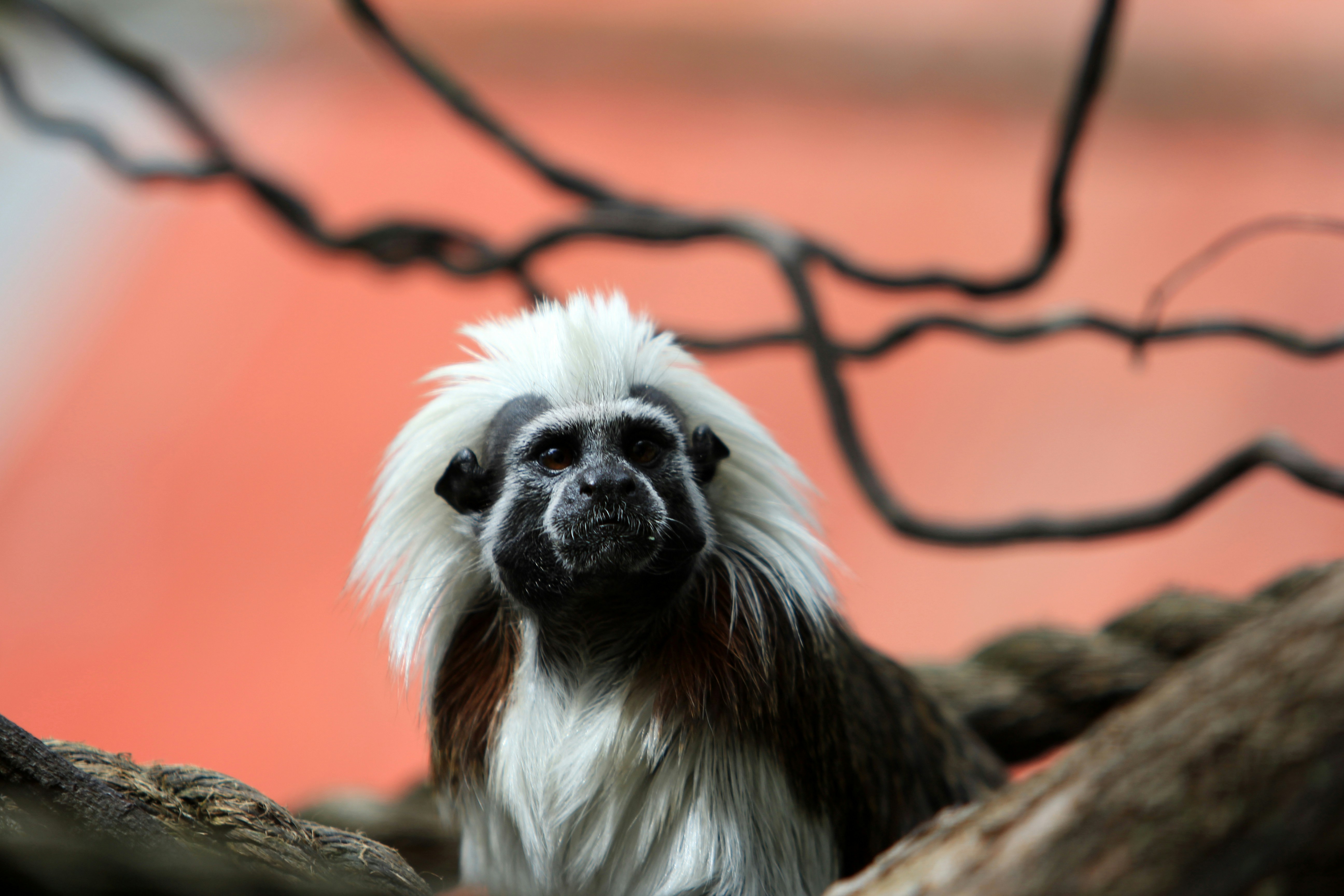 A cotton-top tamarin monkey peers up.