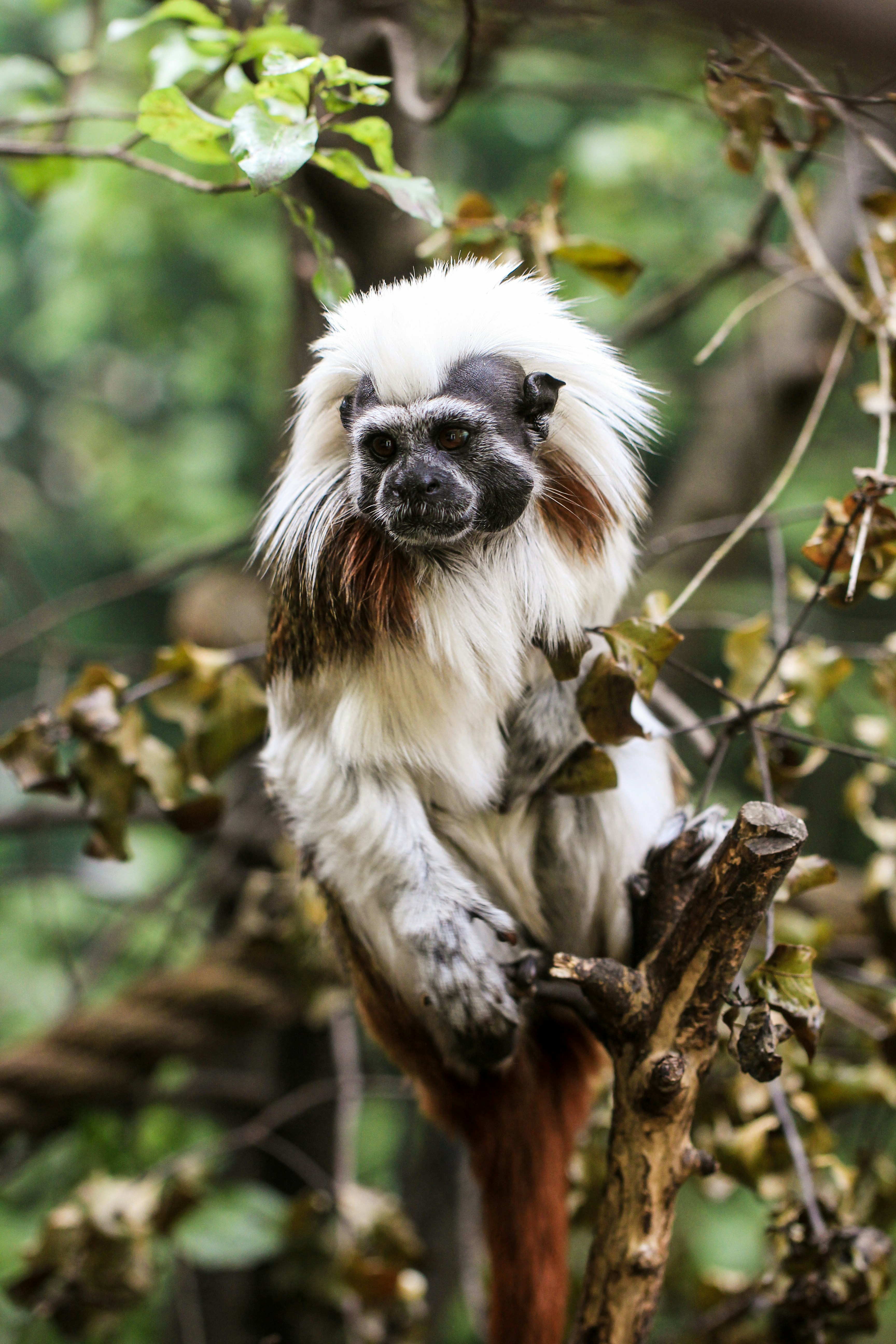 A cotton-top tamarin monkey sits on a tree.