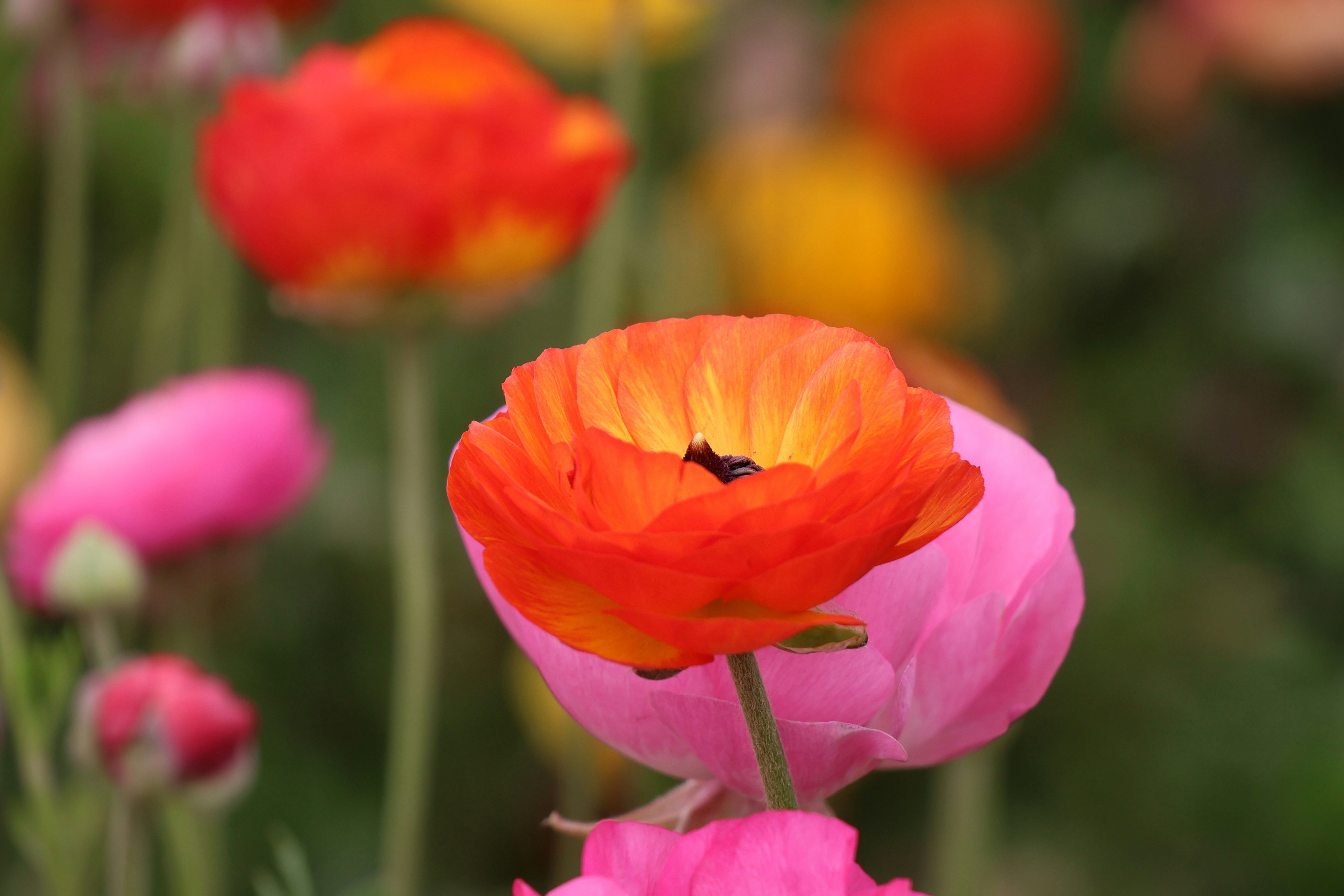 Photo by russellbarre