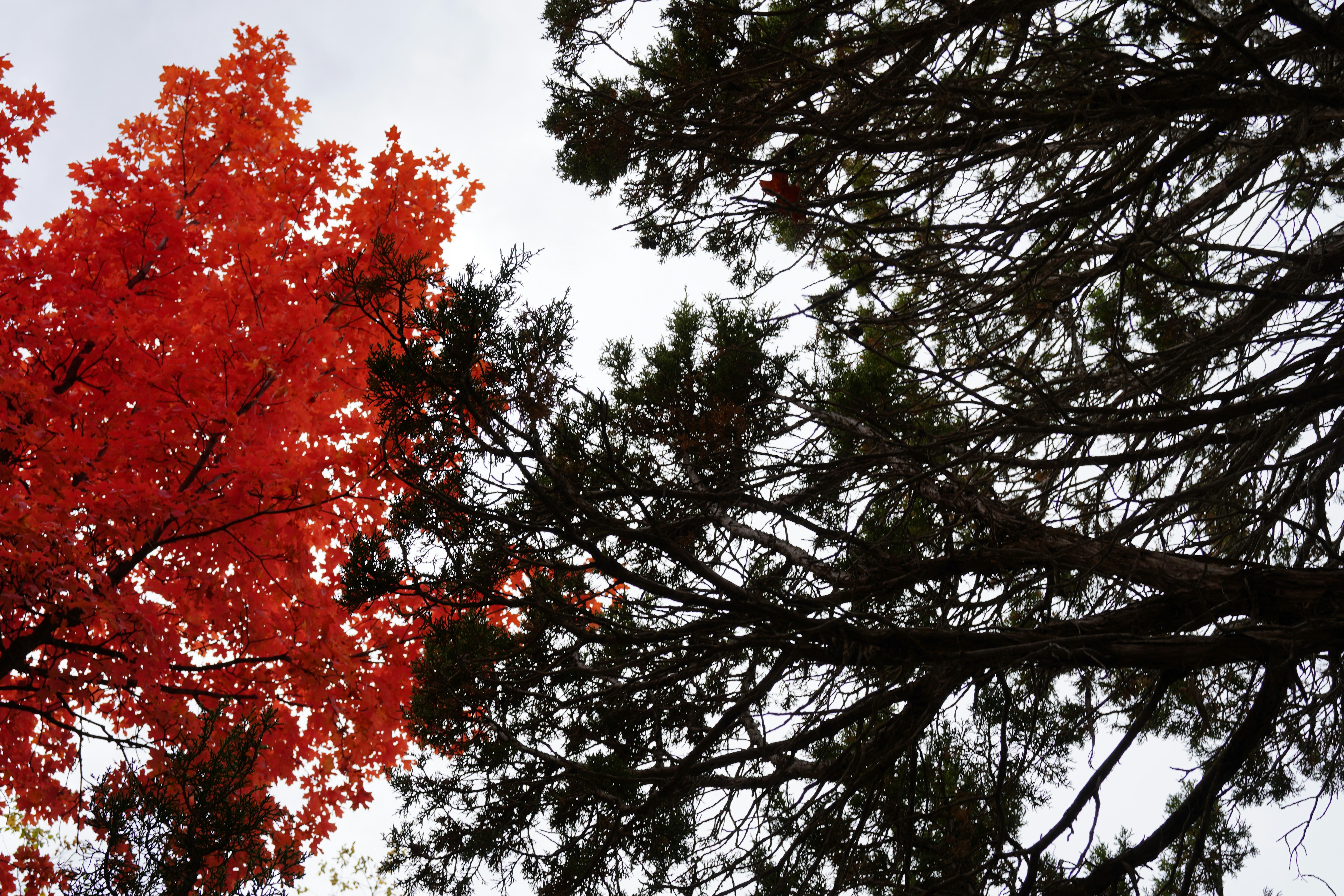 Vibrant red and black trees reach for the sky.
