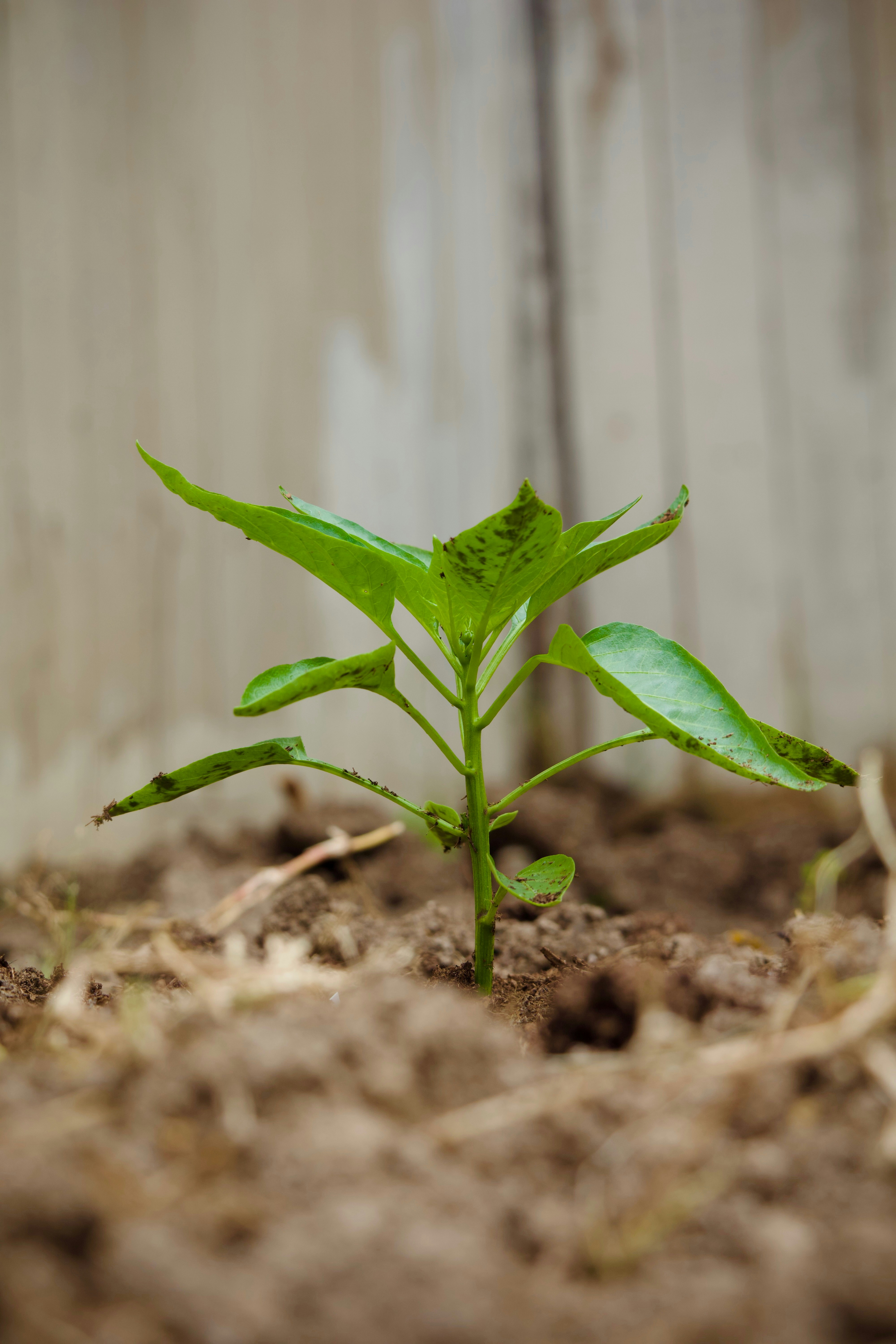 Photo by sarguninder