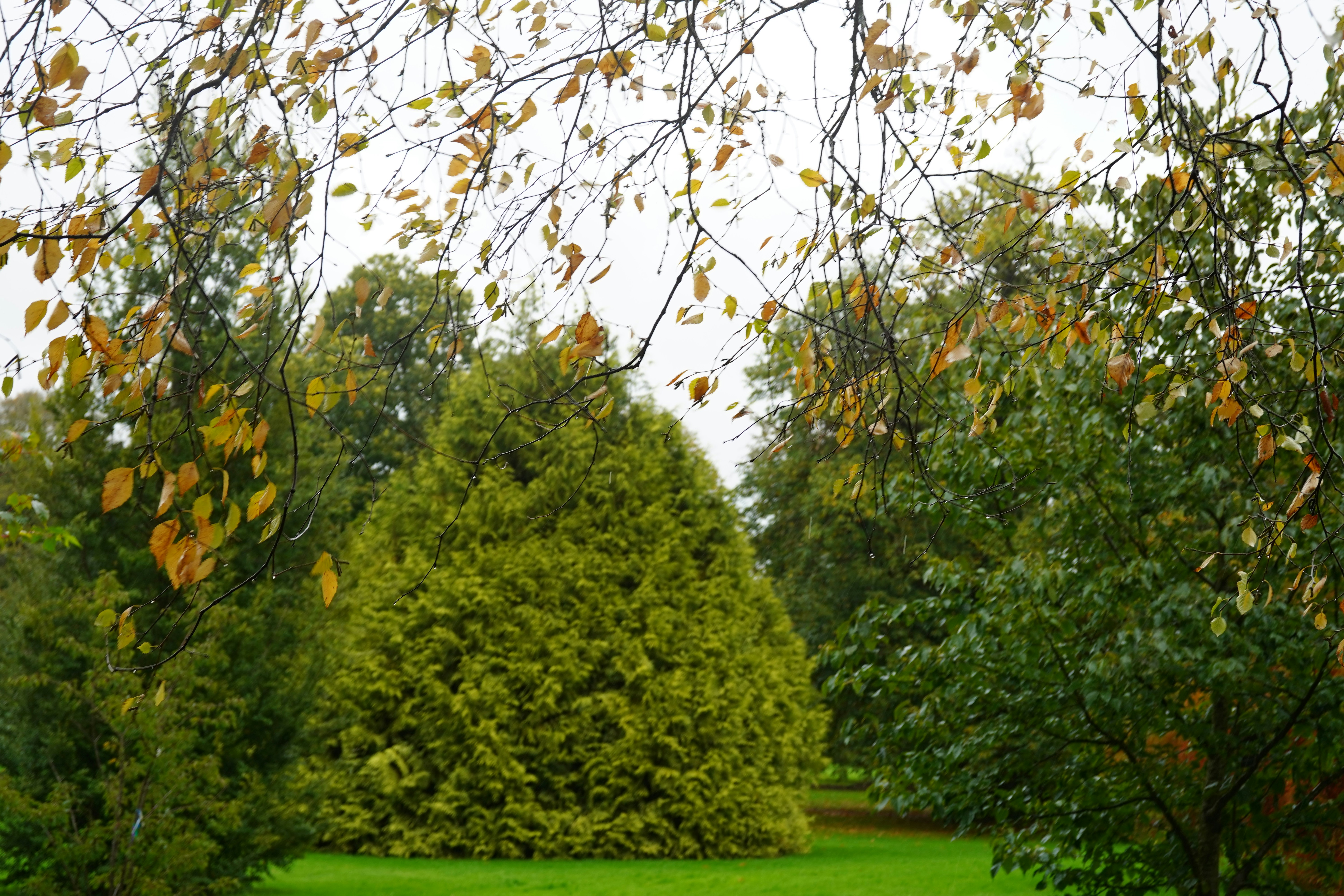 feather stole wedding
