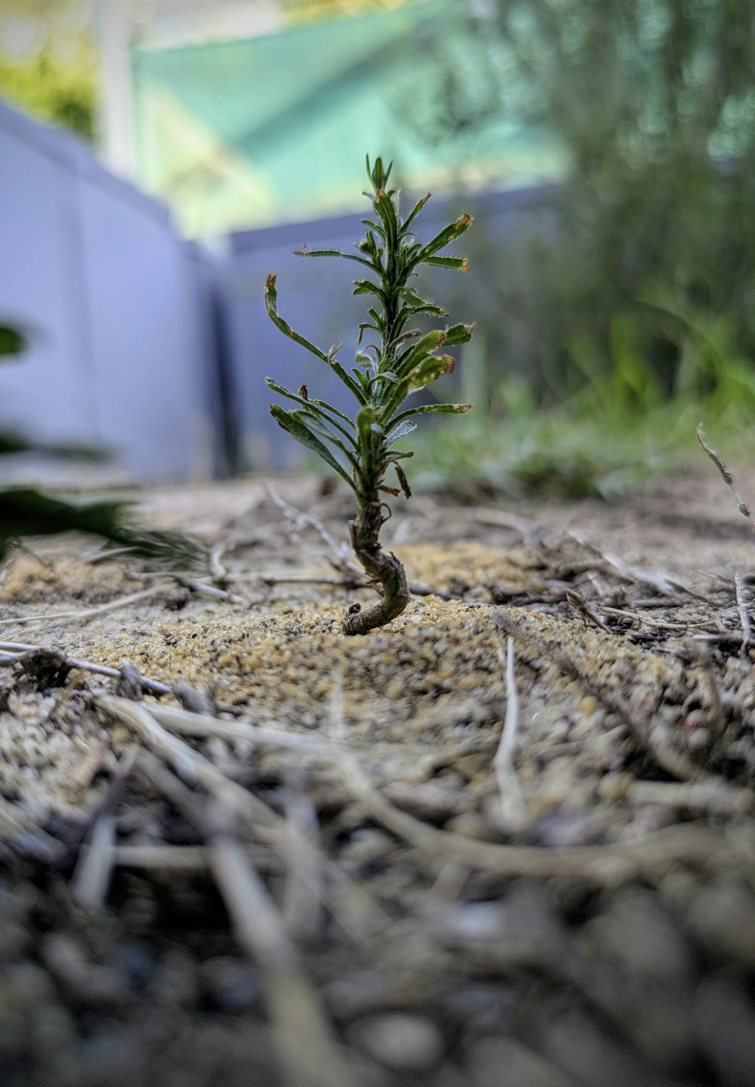 A close-up of a small plant growing up from some sand which constitutes an ant hill. The plant is small with green blades, and in the foreground is lots of natural grey detritus with the background showing some grey tubs.