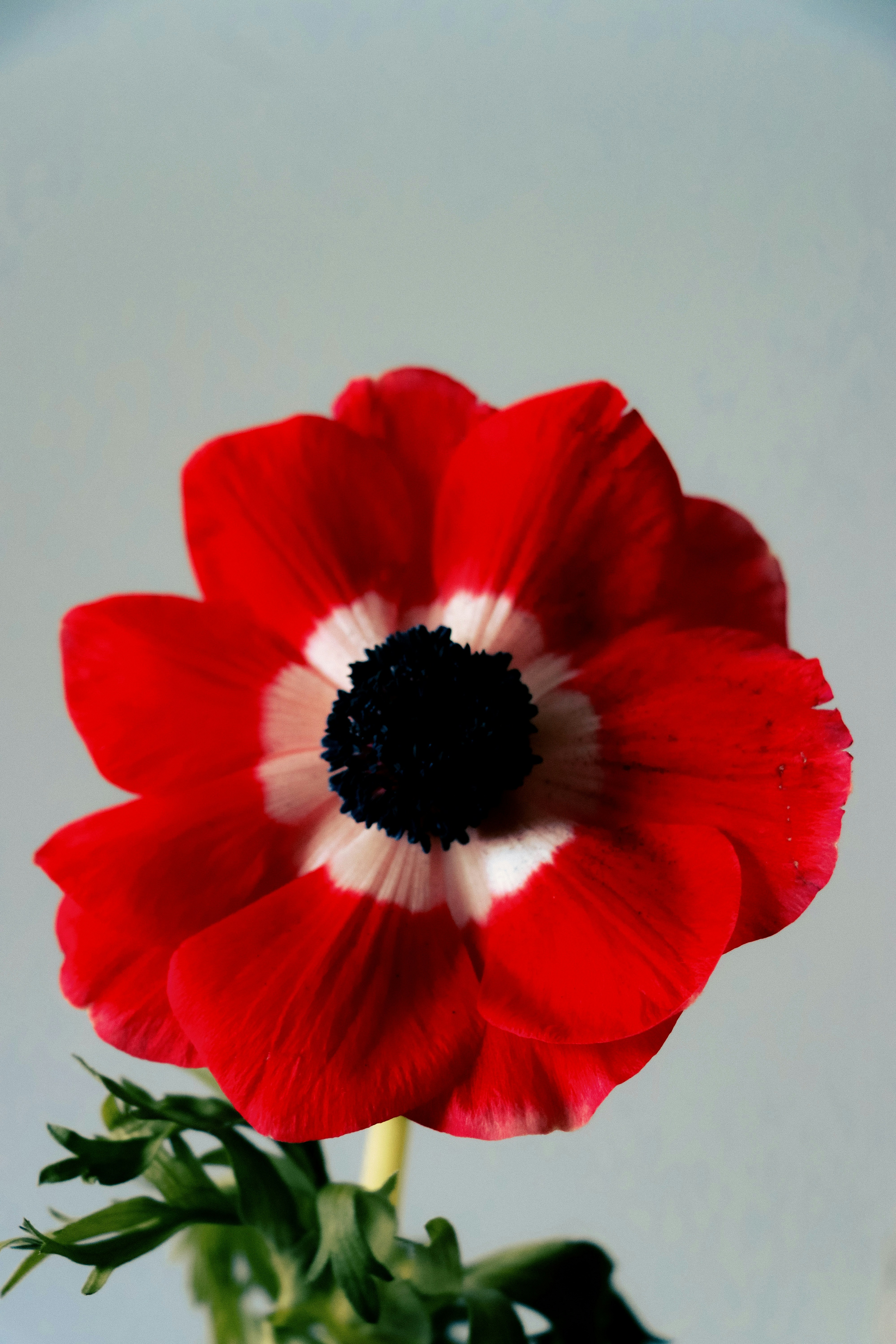 A vibrant red flower with a black center.