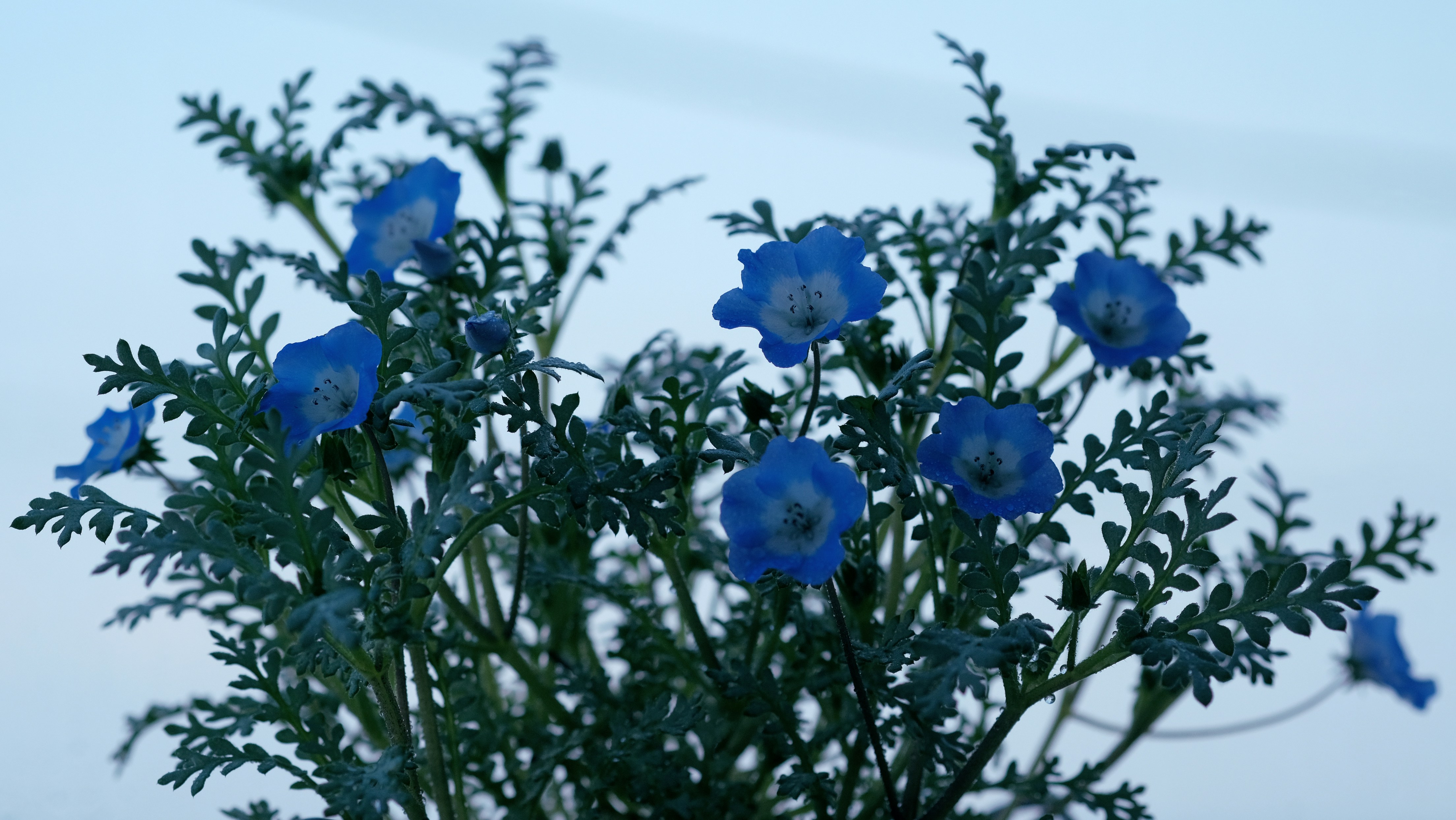 Blue flowers bloom amongst gray leaves.