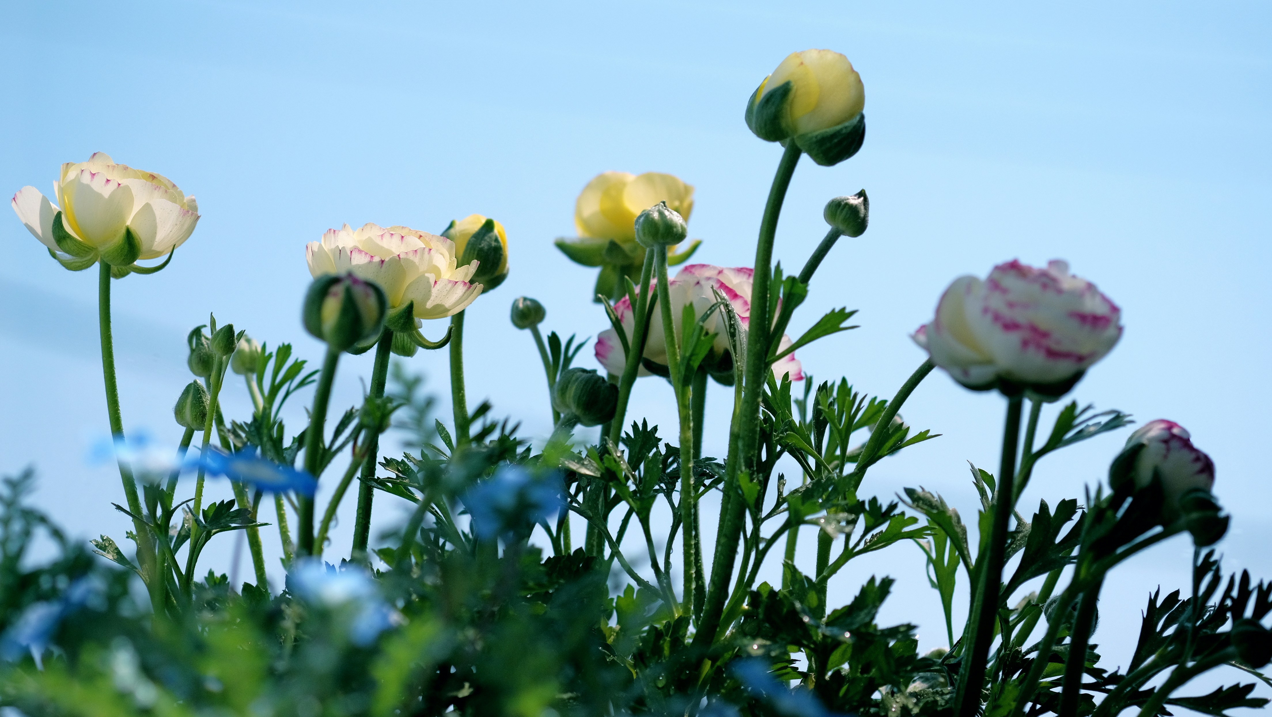 Pretty white and yellow flowers reaching toward the sky.