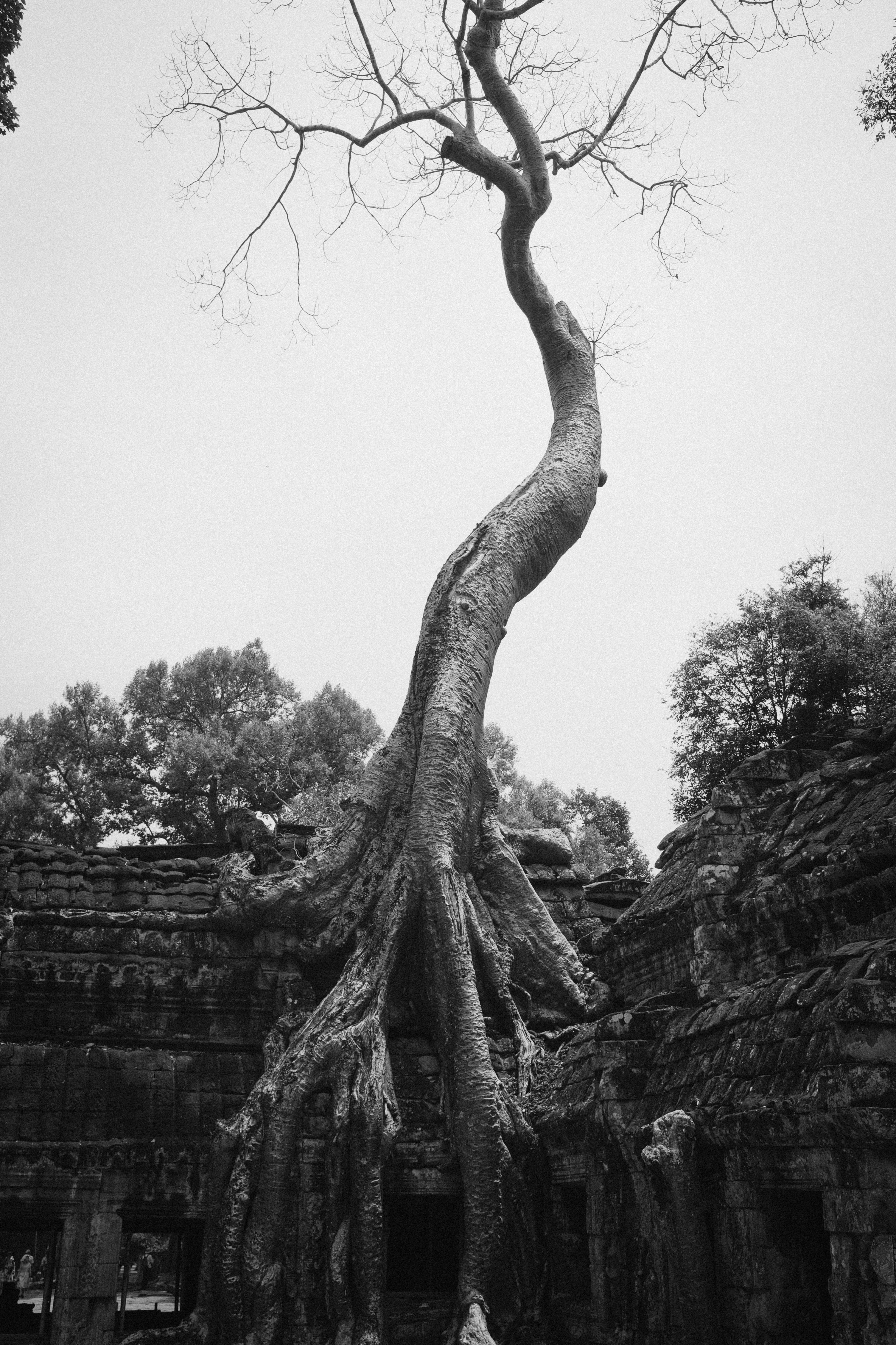 A tree root embraces an ancient, stone temple.