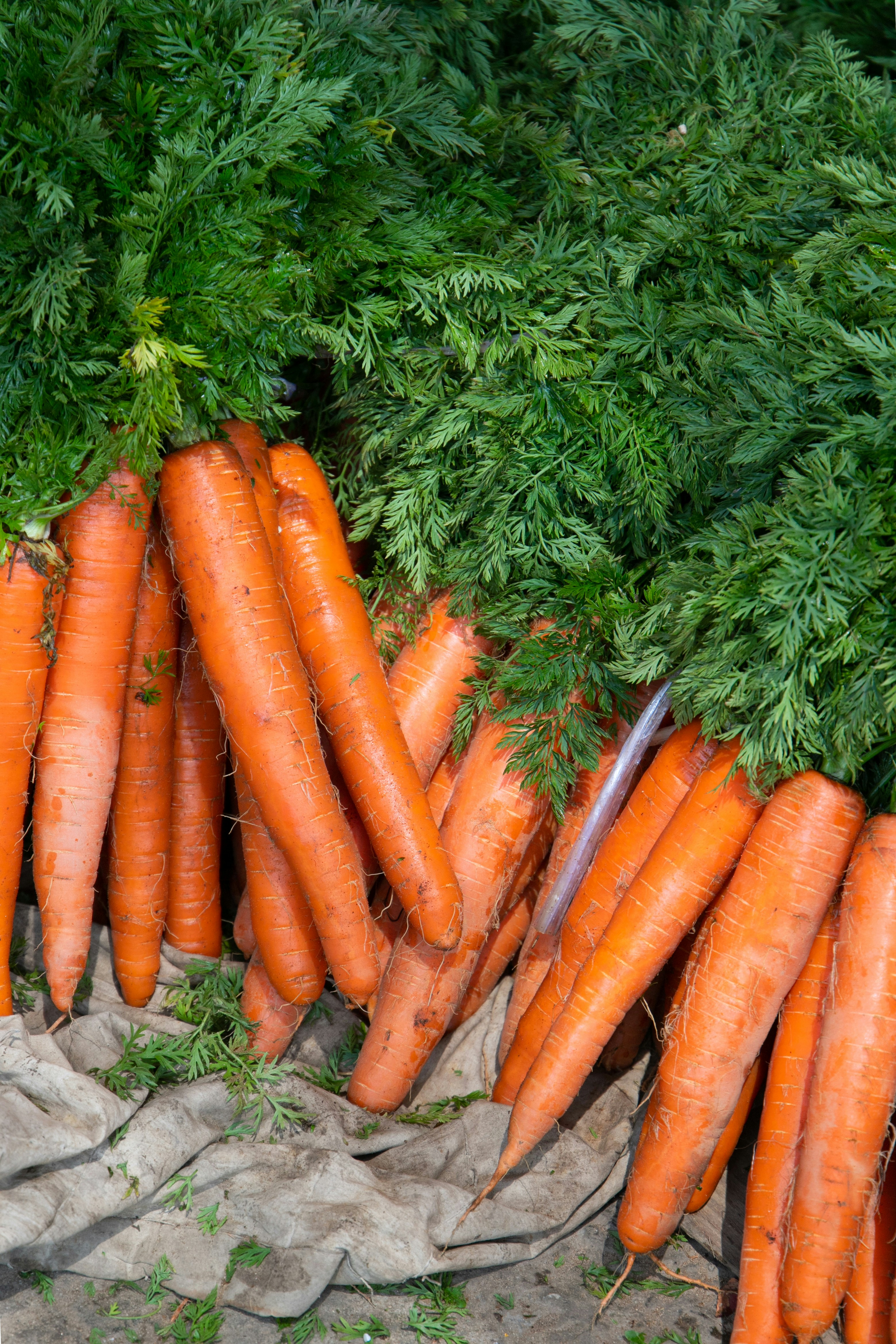 Fresh carrots with green tops are piled up.