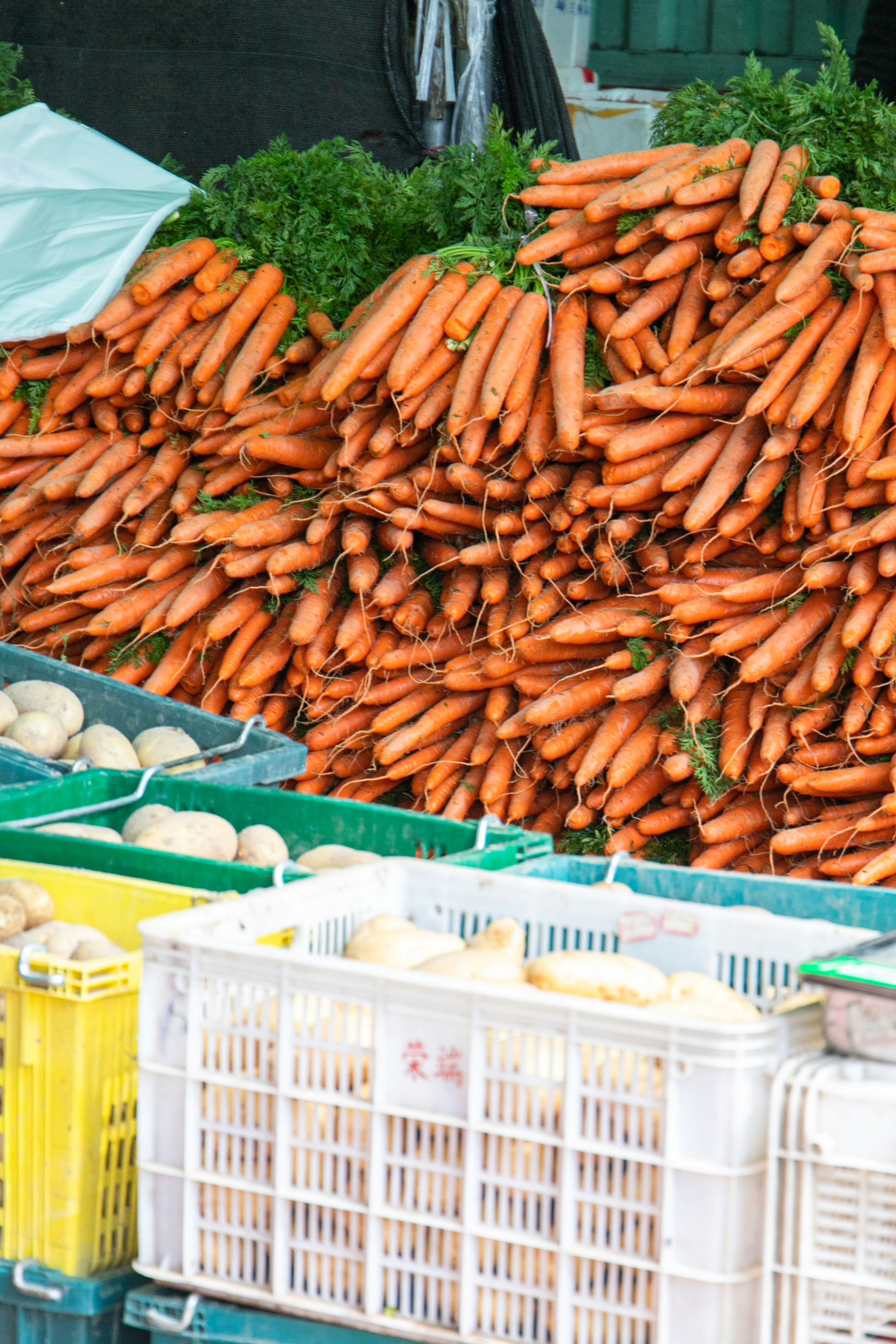 Carrots and other vegetables for sale at a market.