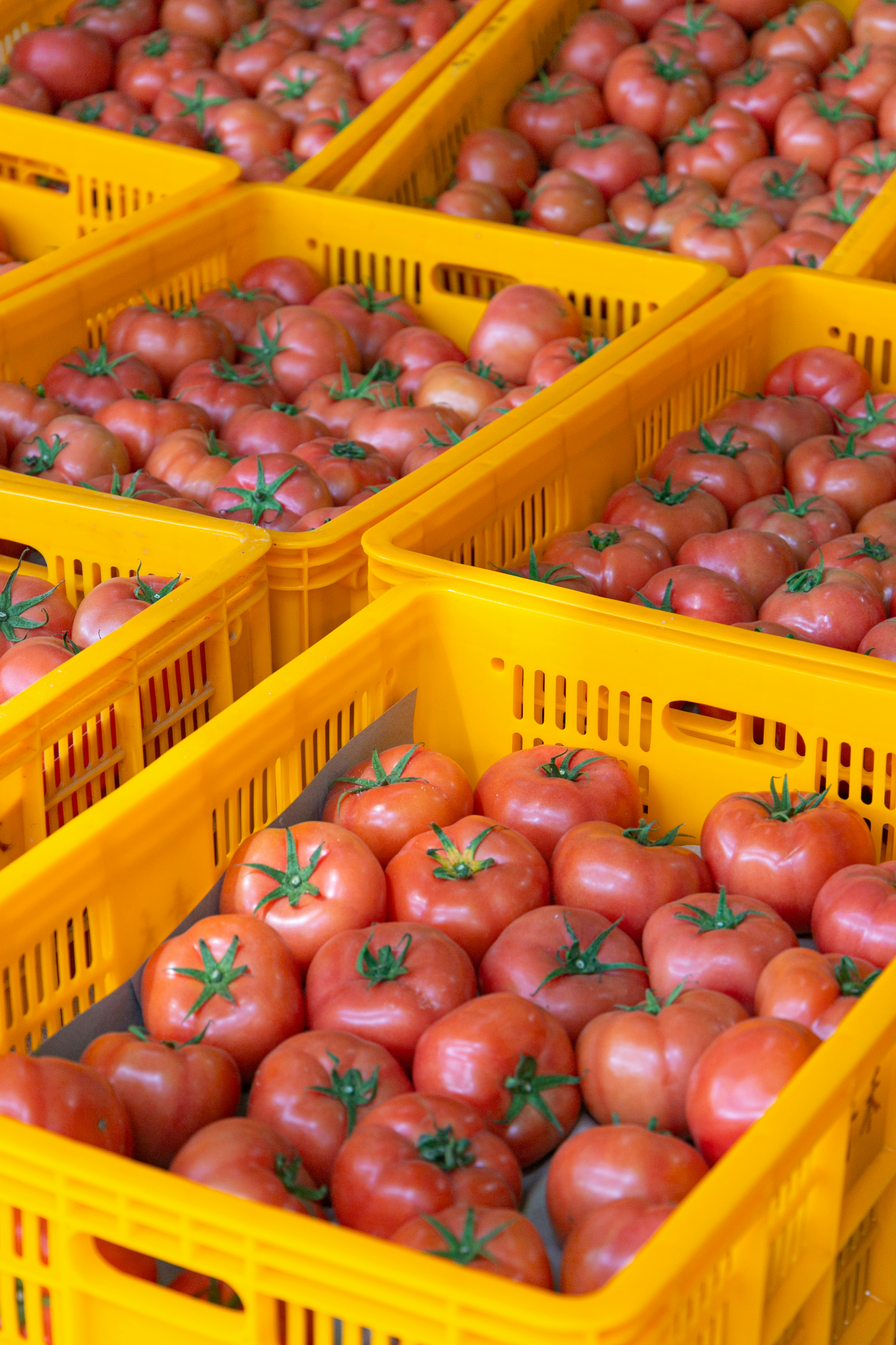 Ripe tomatoes are displayed in yellow crates.