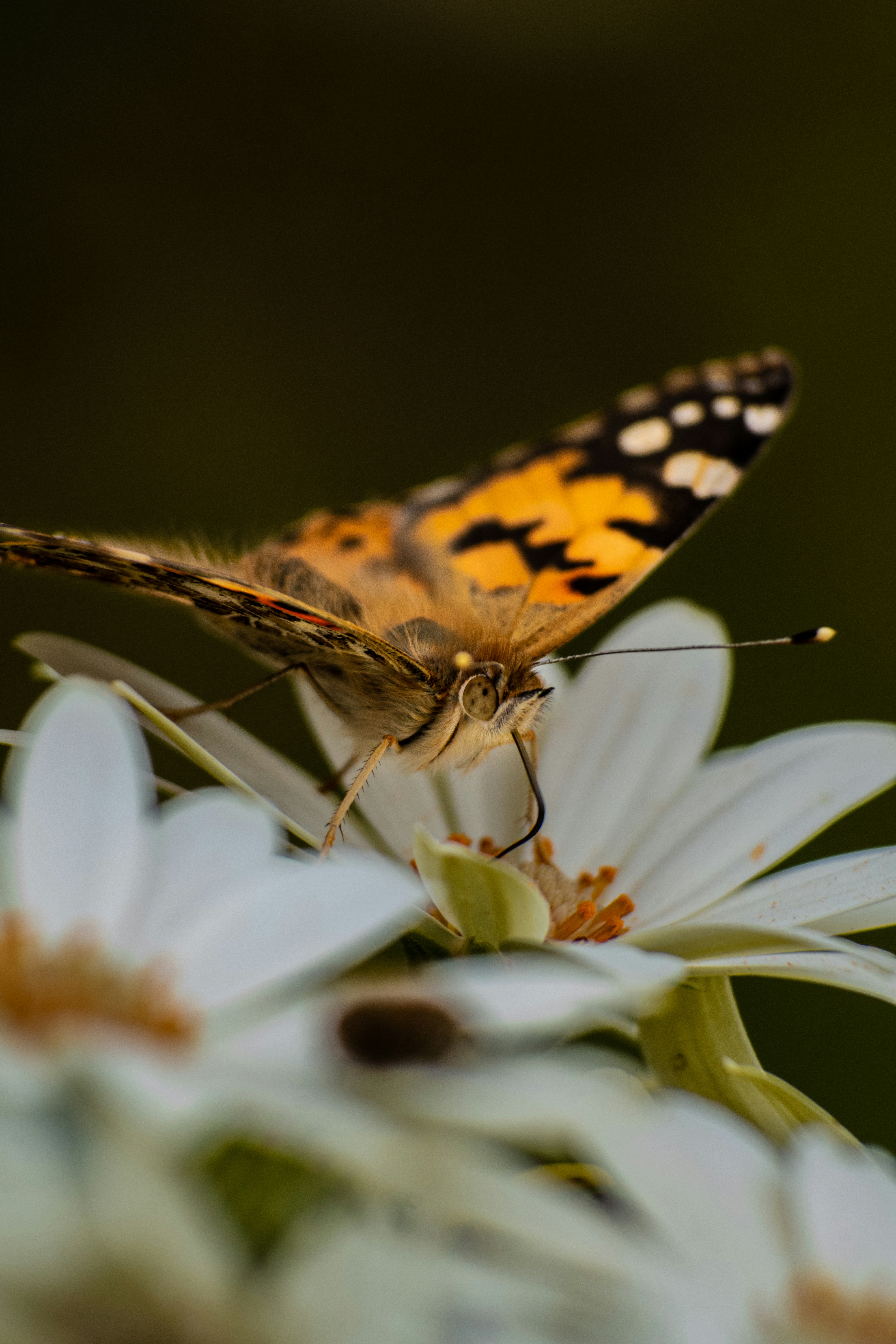 Photo by alcapital
