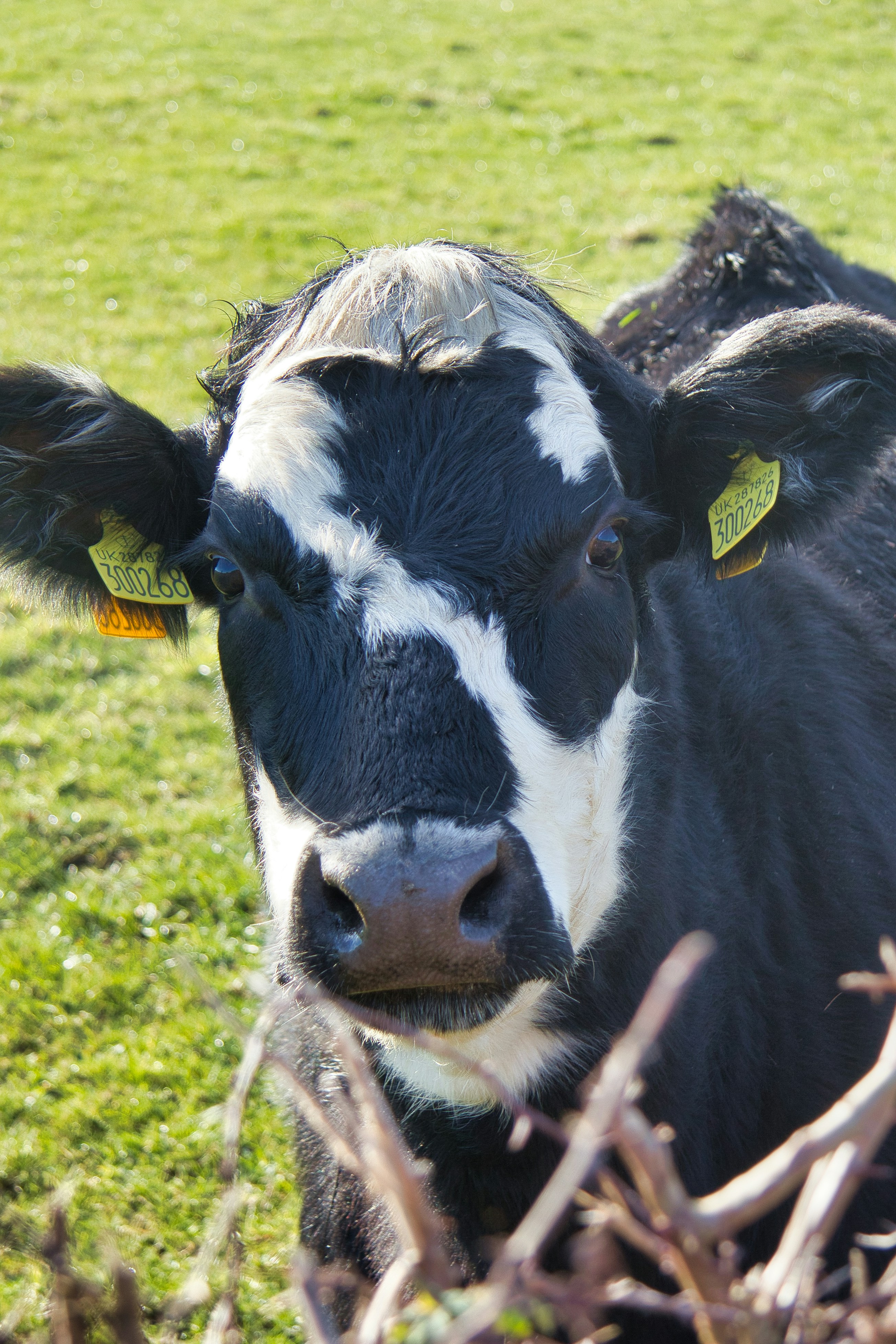 Photo by svenalleblas