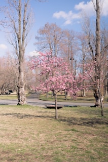 Pink cherry blossom tree stands in a park.