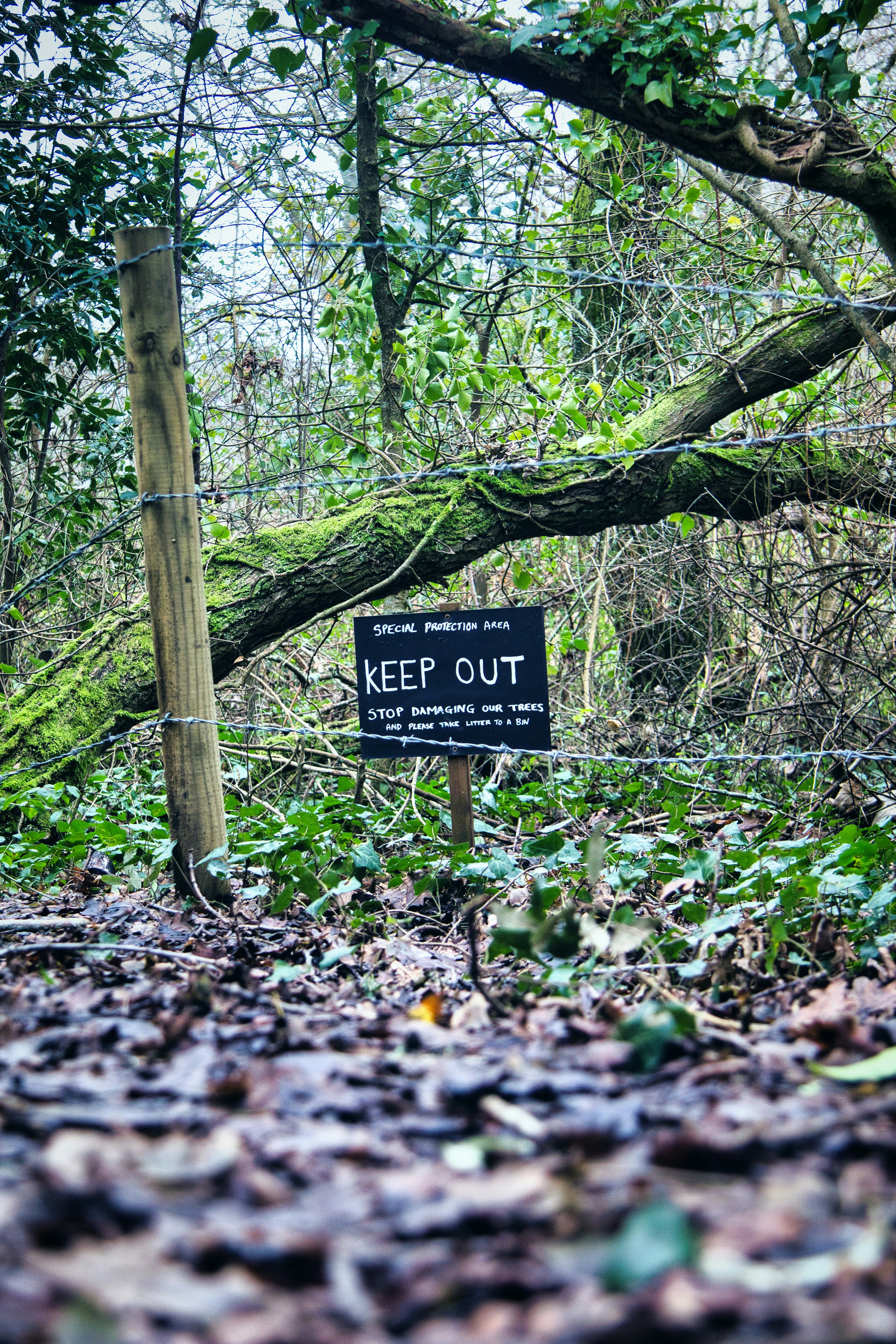 「立ち入り禁止」の標識は、森の小道を示しています。