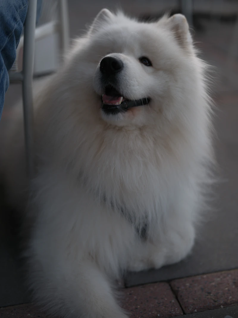 湯圓 — a fluffy white Samoyed smiling