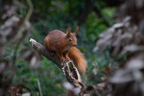 A red squirrel perches on a branch.