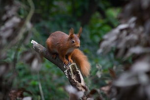 A red squirrel perches on a branch.