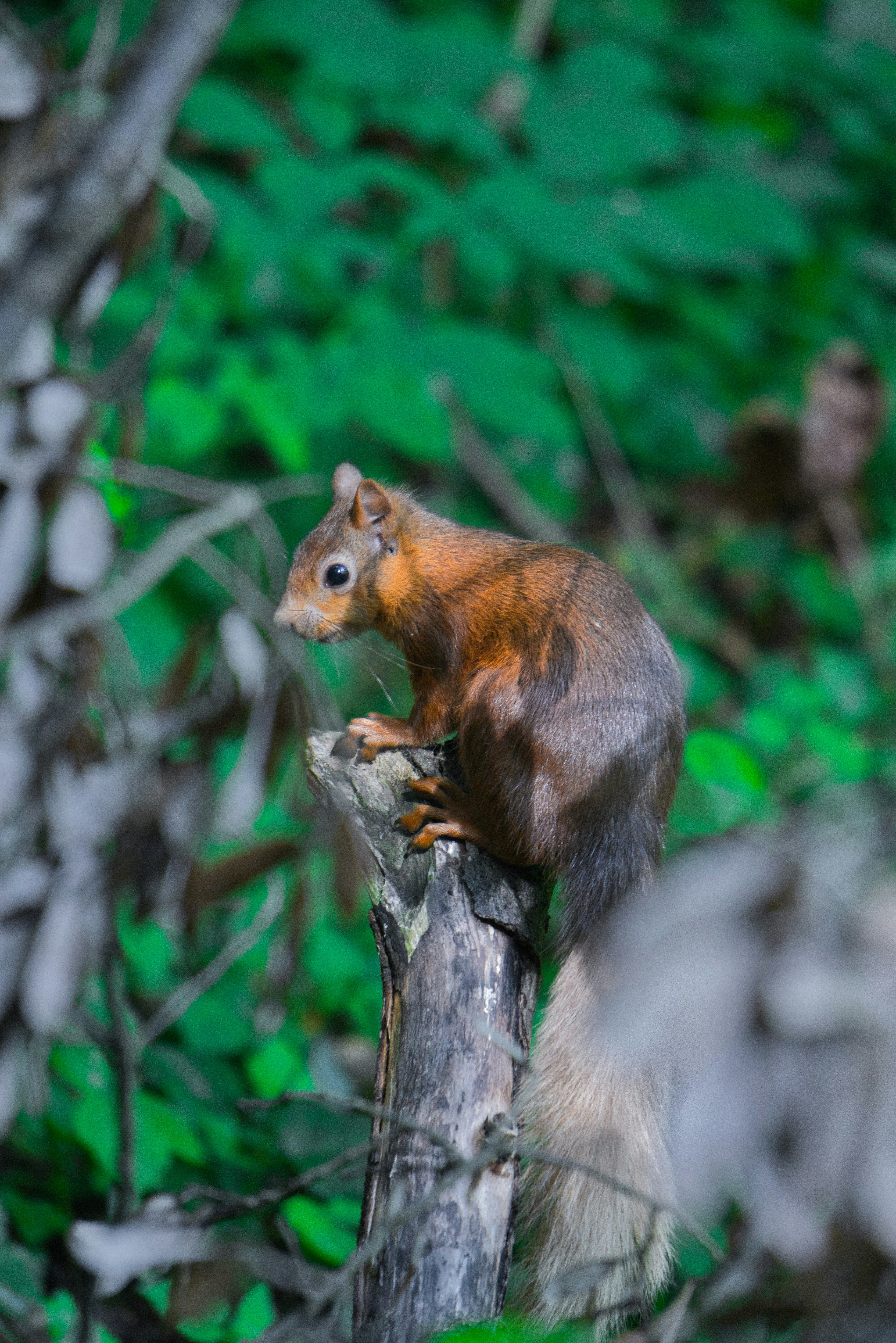 Photo by svenalleblas