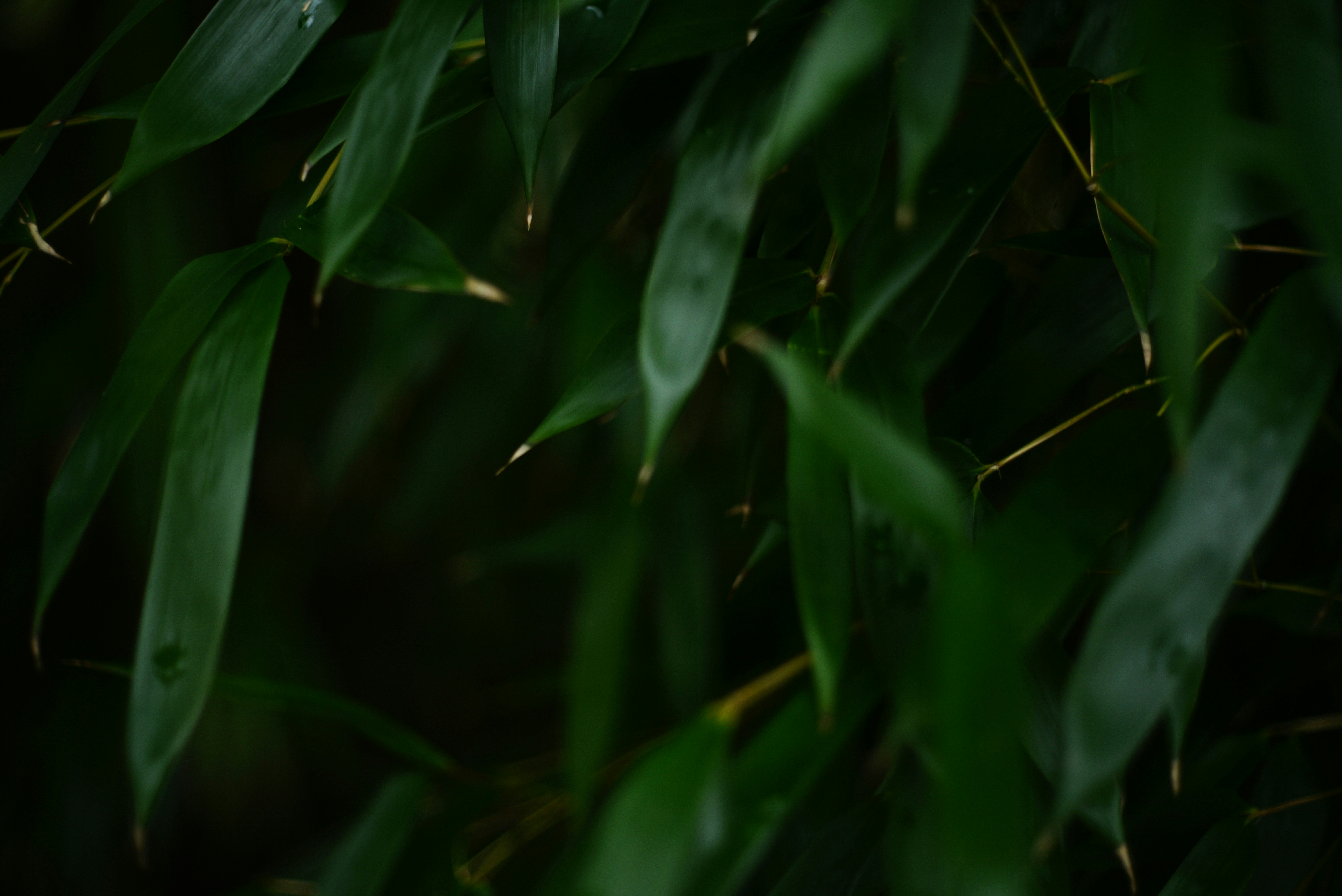 Photo by cherstve_pechivo