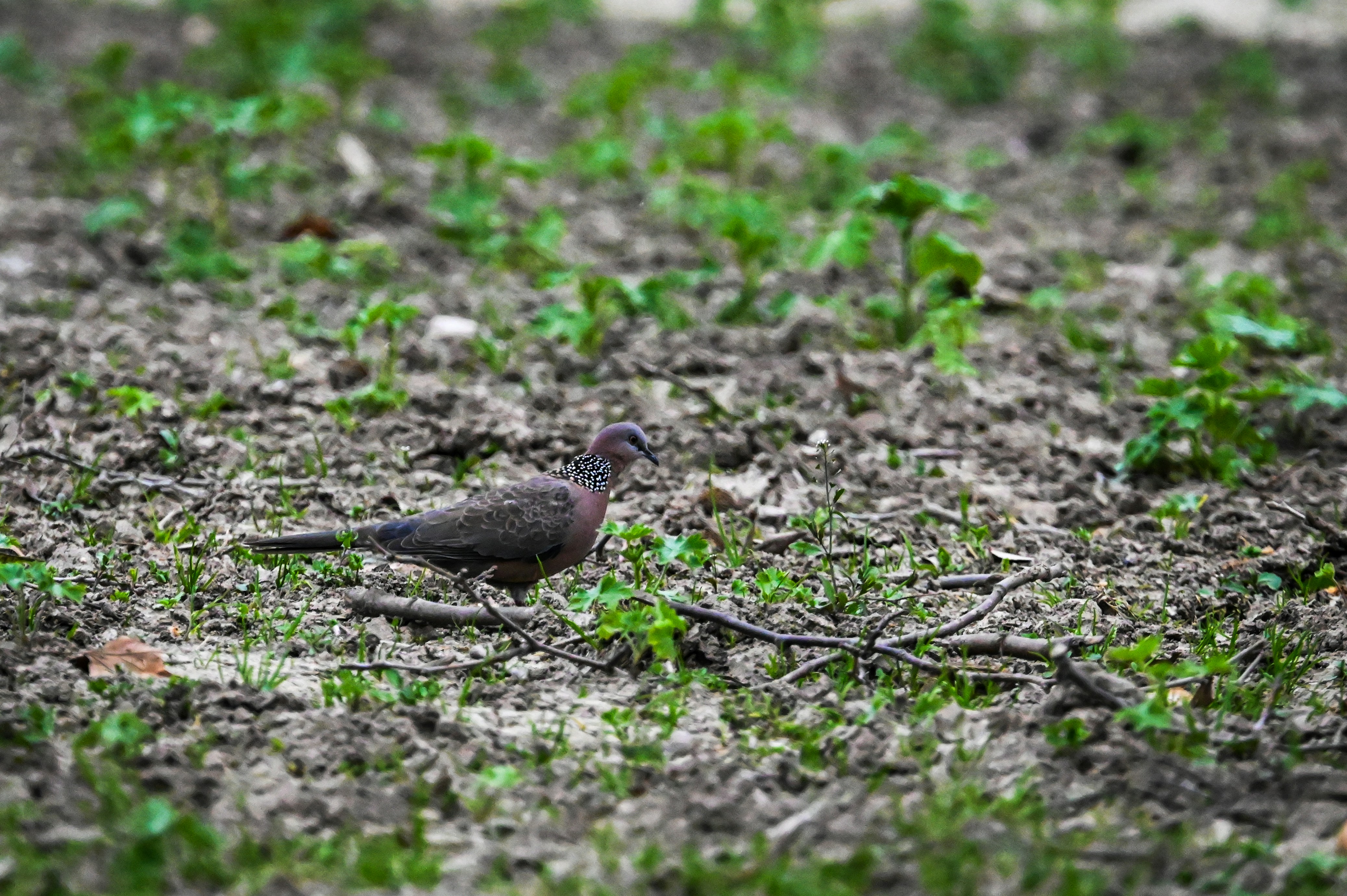 Dirty Birds Omaha Menu
