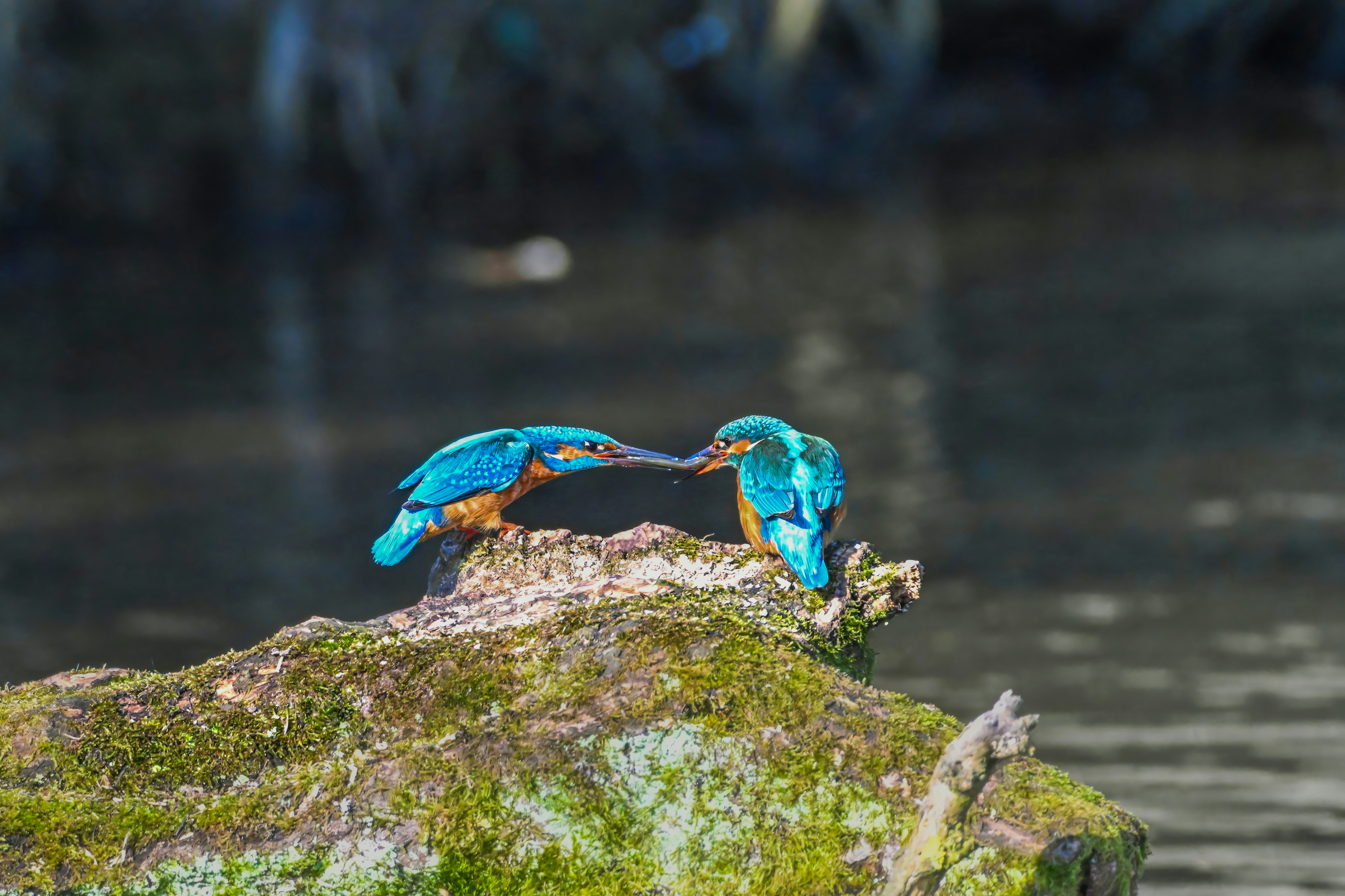 Photo by siegfriedpoepperl