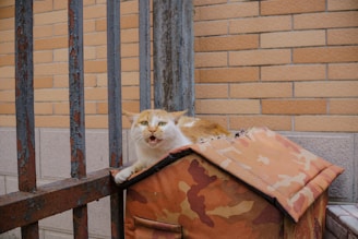 A cat yawning on top of a brown house.